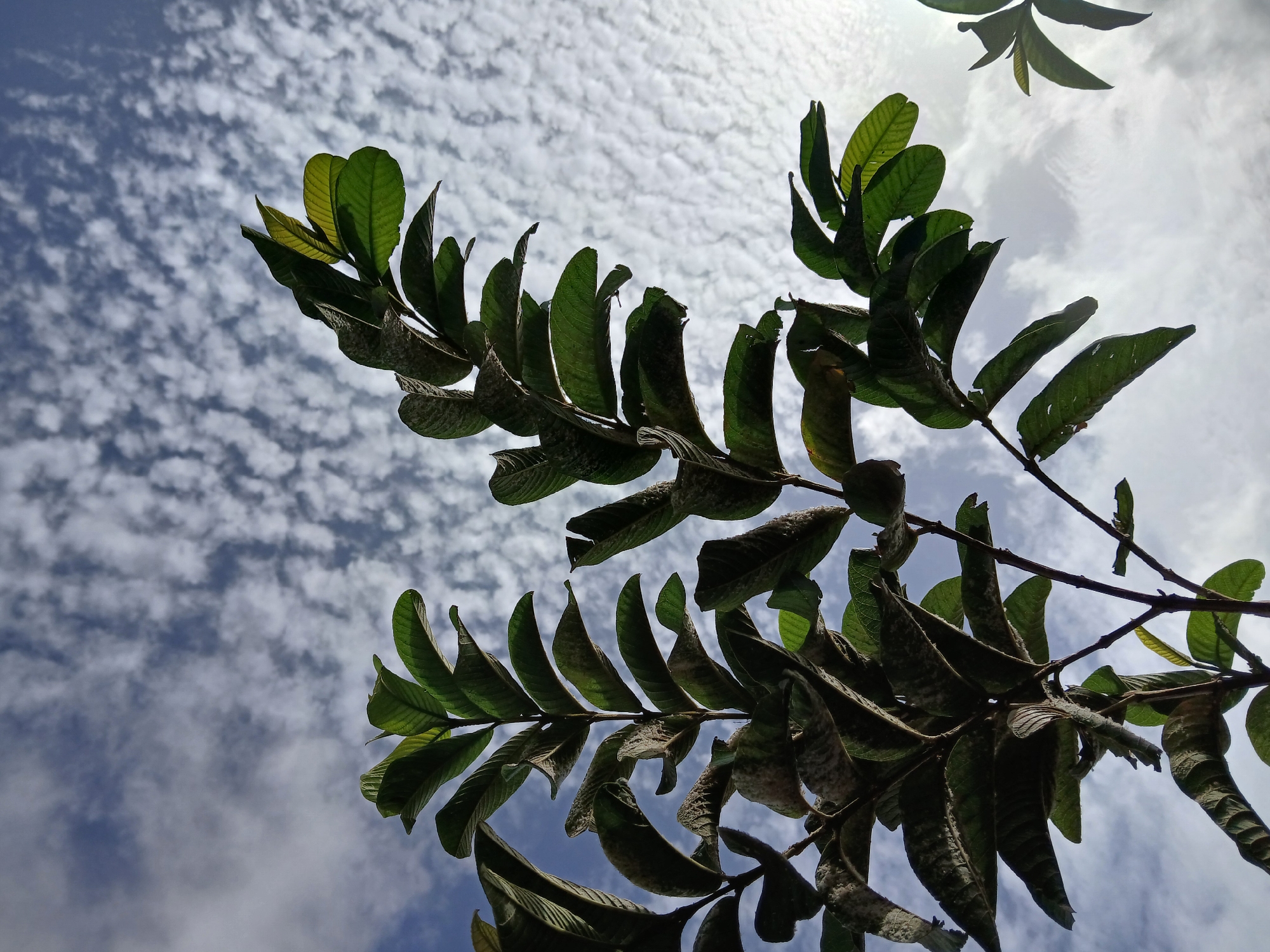 The image is a low-angle shot of tree branches with green leaves against a backdrop of a cloudy sky. The sky features a scattered, patchy cloud formation with blue sky visible in between. The leaves appear textured, with visible veins and some evidence of weathering or age. The branches are brown and thin, supporting the foliage. The environment appears natural, possibly taken in an outdoor setting. Given the context provided (Juan Griego, Venezuela), it is likely that the plant is a local species found in that region. There are no people visible in the frame.