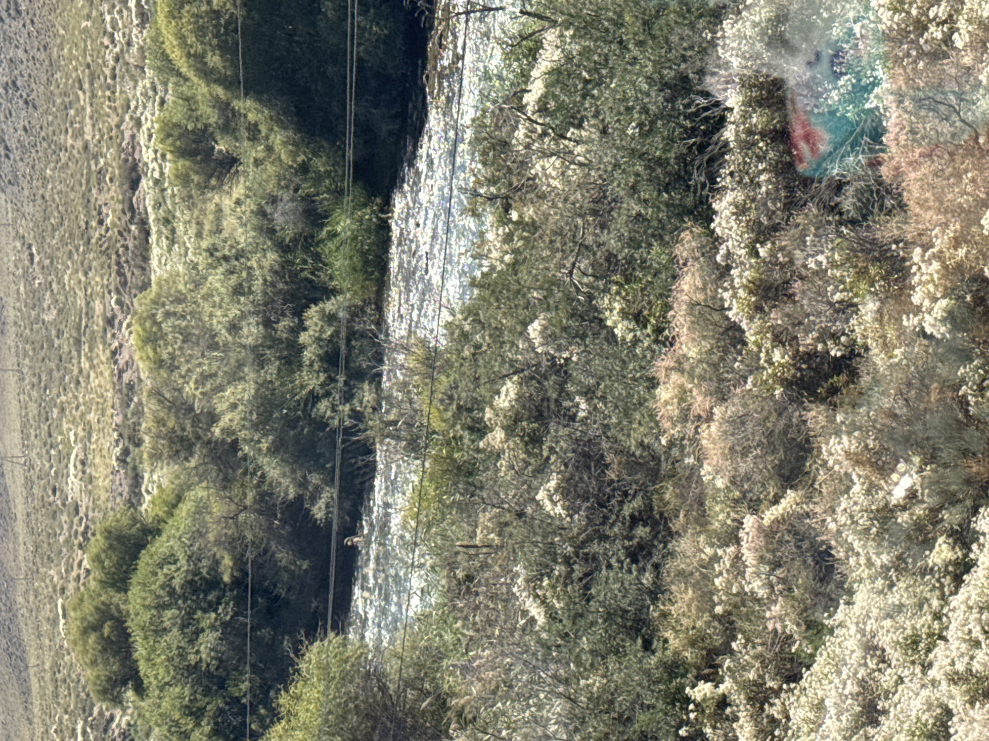 The image depicts a natural landscape, likely in the vicinity of Kok Moynok Eki, Kyrgyzstan. In the foreground, a dense collection of scrub brush and small trees with white and light-colored blossoms dominates the scene. The vegetation is varied, with some plants appearing dry and wispy, while others are fuller and greener. A body of water, appearing to be a shallow river or stream, flows through the middle ground. The water's surface is highly reflective, with bright highlights suggesting it is sunlit. In the distance, a hillside or elevated terrain is visible, covered in sparse, dry vegetation and appears somewhat arid. Several thin wires, possibly power lines or telecommunication cables, are stretched horizontally across the mid-ground of the image. There is a single, small figure standing in the shallow water, facing away from the camera. The figure appears to be wearing light-colored clothing. The overall impression is of a rural, undeveloped natural environment.