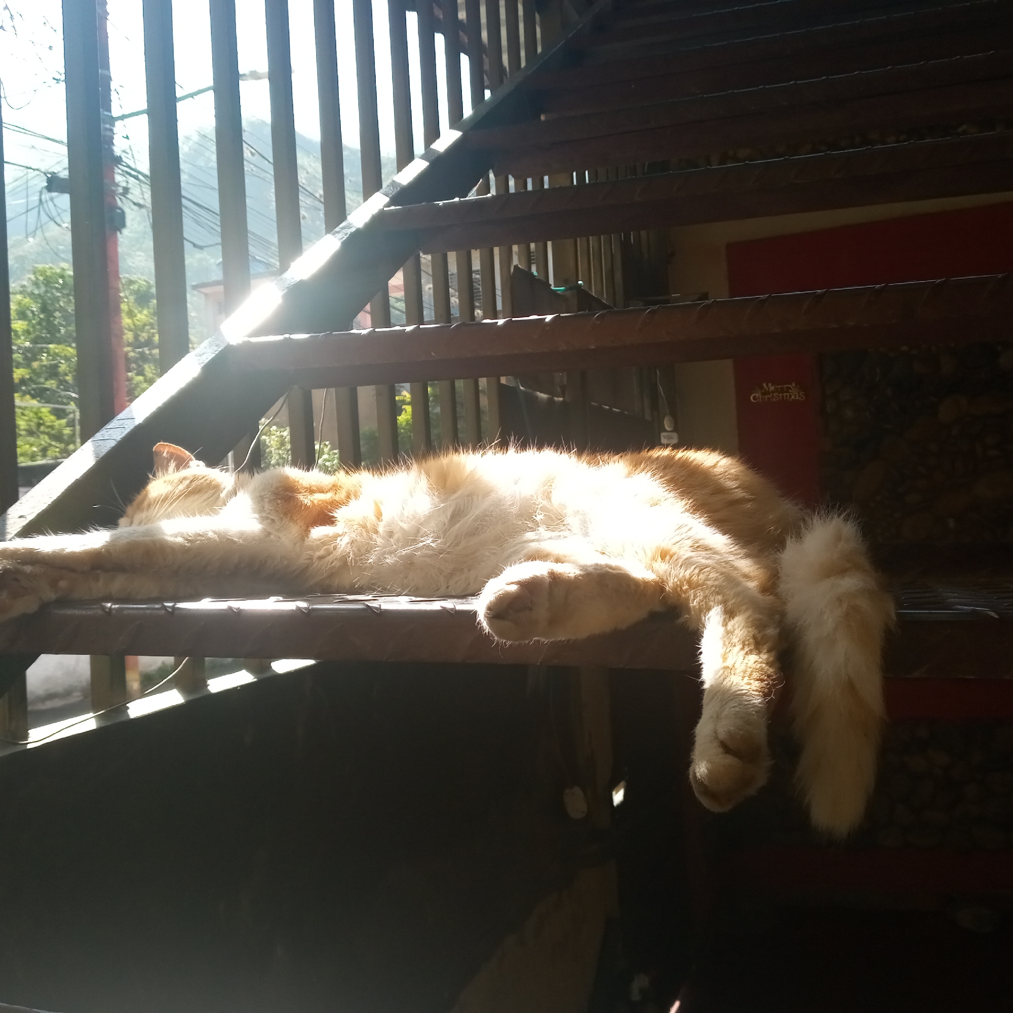 An orange and white cat is sleeping on a wooden staircase outdoors. The cat is stretched out, with its paws hanging off the side of the step. Sunlight is streaming through a fence-like structure in the background, creating strong shadows. In the background, there are some trees and a mountainous landscape, consistent with the environment of El Limón, Venezuela. A red rectangular sign with "Merry Christmas" written in gold lettering is visible on the wall behind the cat.