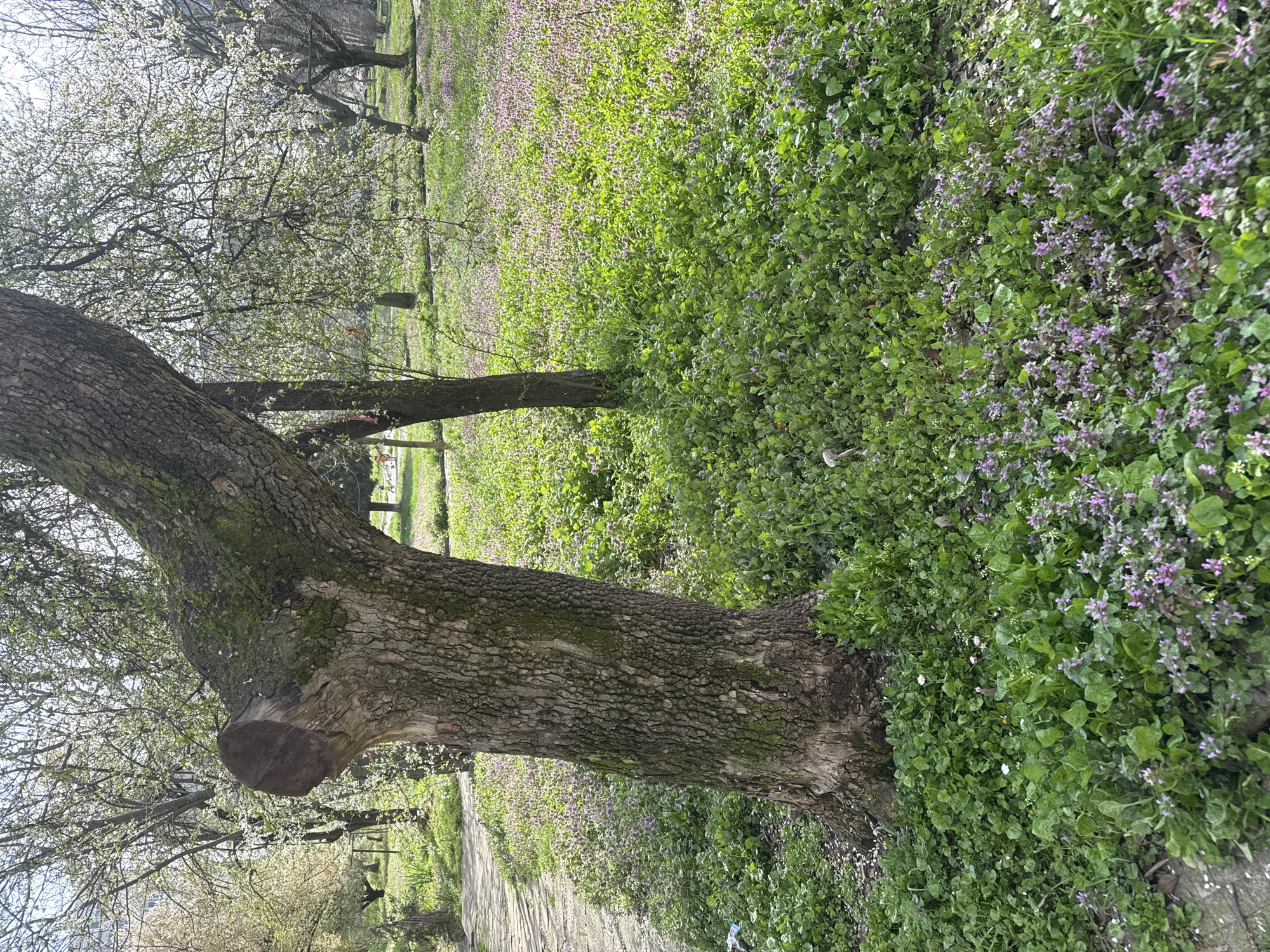 The image depicts a park setting in Burgas, Bulgaria. A tree trunk, prominently textured, dominates the foreground on the left. Behind it, several trees are in bloom with white flowers. A grassy area covers the ground, interspersed with small purple flowers. A paved path runs through the scene.