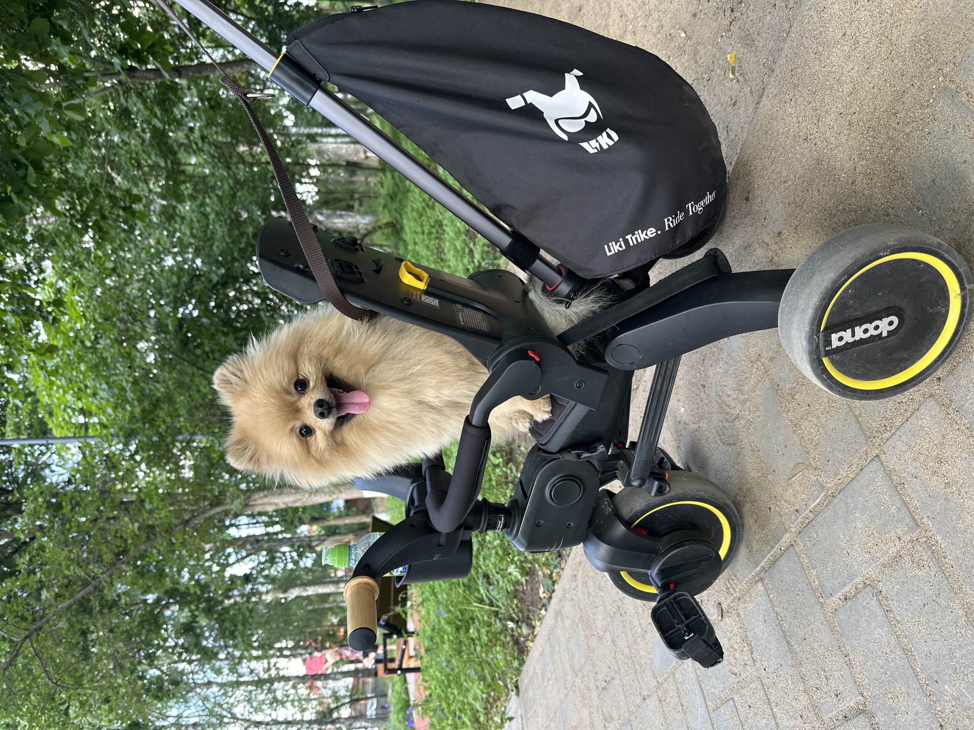A fluffy, tan Pomeranian dog sits in the seat of a black and yellow Doona Liki Trike, which is parked on a paved walkway. The dog has its tongue out and appears happy. The trike has a black storage bag with a white logo attached to the handle. Behind the trike, trees with green leaves create a natural backdrop. The scene appears to be a park or outdoor recreational area within the city of Votkinsk, Russia.
