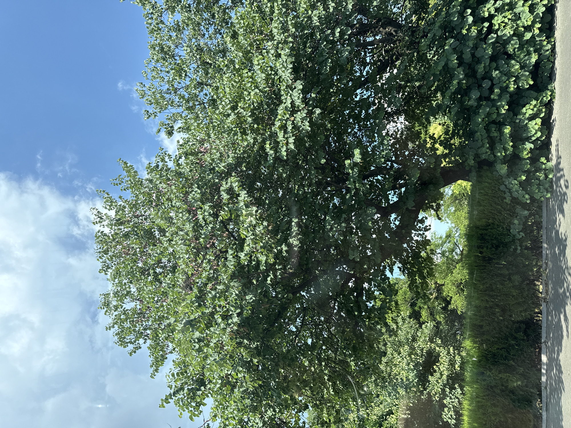 An outdoor, eye-level shot captures a large, leafy green tree dominating the frame, with its branches extending outwards under a blue sky filled with white clouds. The tree's dense foliage obscures much of the sky. In the foreground, a manicured green hedge runs horizontally across the bottom half of the image, with a grey asphalt surface, possibly a road or sidewalk, visible in the very bottom. Sunlight filters through the tree's leaves, creating dappled light patterns on the ground. The overall impression is of a sunny day in a well-maintained outdoor space. While the image depicts a serene natural scene, there is no specific indication of its location within Burgas, Bulgaria.