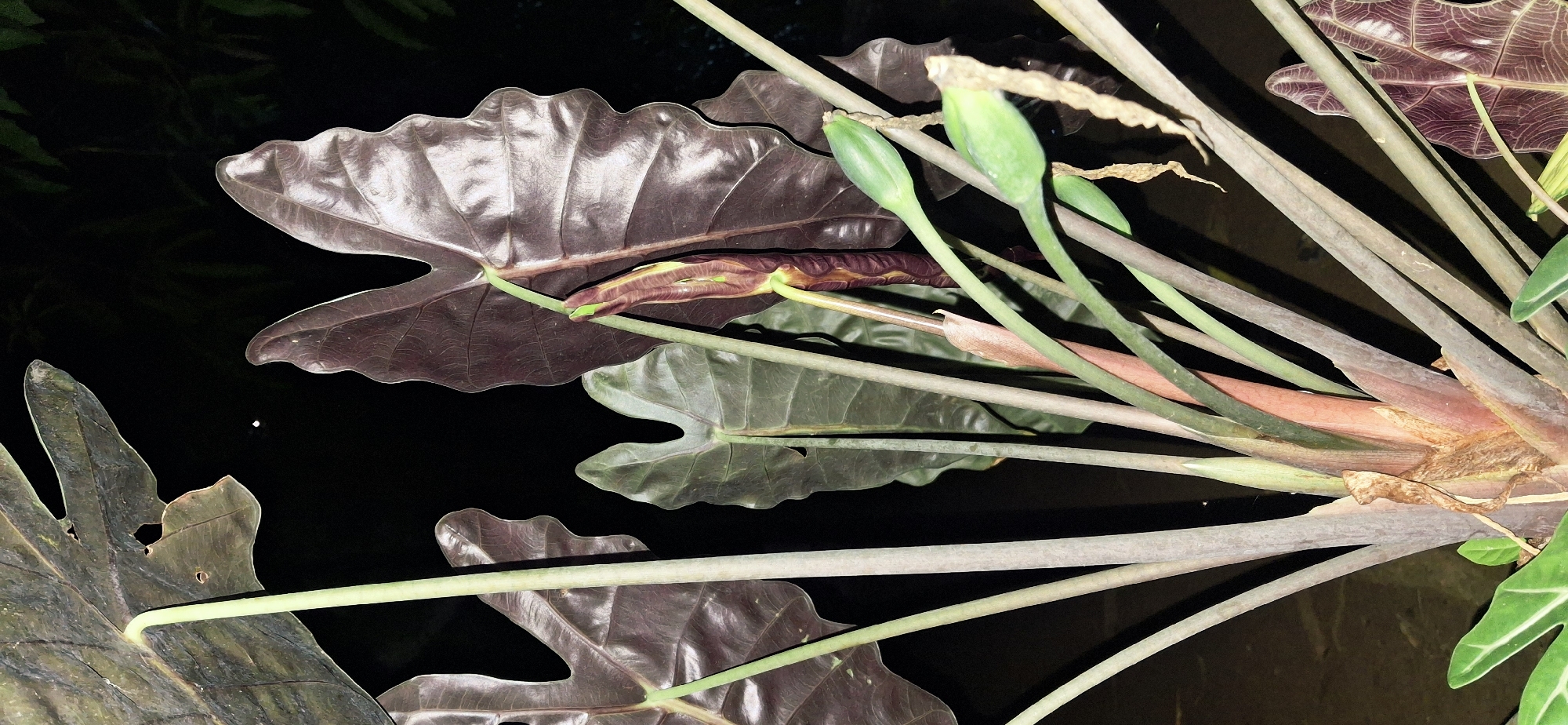 An up-close, low-light vertical shot features a collection of large, dark purple elephant ear leaves from a plant, their surfaces reflecting light. Several pale green stalks support these leaves, and some stalks appear to be emerging from a central base with reddish-brown hues. Prominently visible are two green, unopened flower buds on slender stalks, one larger than the other. A small, faint white speck, possibly a distant light source, is visible in the dark background. The ground appears to be dark and possibly wet. The image is taken at night in Vallecito, Venezuela.
