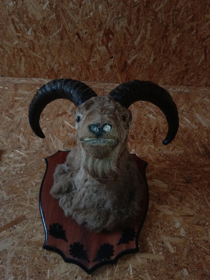 A taxidermied head of a ram or goat, characterized by brownish-tan fur, large dark ridged horns curving upwards and outwards, and a prominent goatee, is mounted centrally on a reddish-brown, shield-shaped wooden plaque with a dark border and stylized dark leaf decorations along its bottom edge. The animal's facial features include a dark nose and a distinct, almost grinning mouth with visible teeth-like structures. The plaque is affixed to a wall constructed from oriented strand board (OSB) panels, which display a light brown, chipped wood texture. The scene is located in Gorka, Russia.