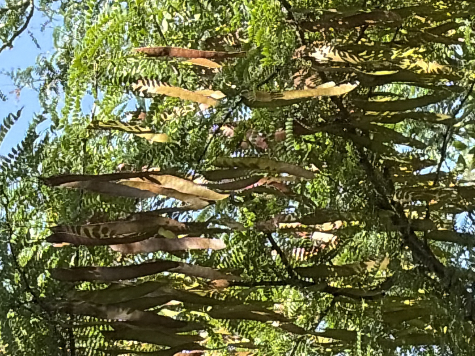 A medium shot captures the lower branches and seed pods of a honey locust tree against a bright blue sky. The seed pods are long, flat, and slightly curved, with a leathery texture. Some pods are dark brown and appear mature, while others are lighter brown and yellowish, possibly indicating they are still developing. The leaves of the tree are a vibrant green, with a feathery appearance due to their compound structure. The sunlight filters through the foliage, creating dappled patterns of light and shadow. The scene is detailed and appears to be an outdoor environment.