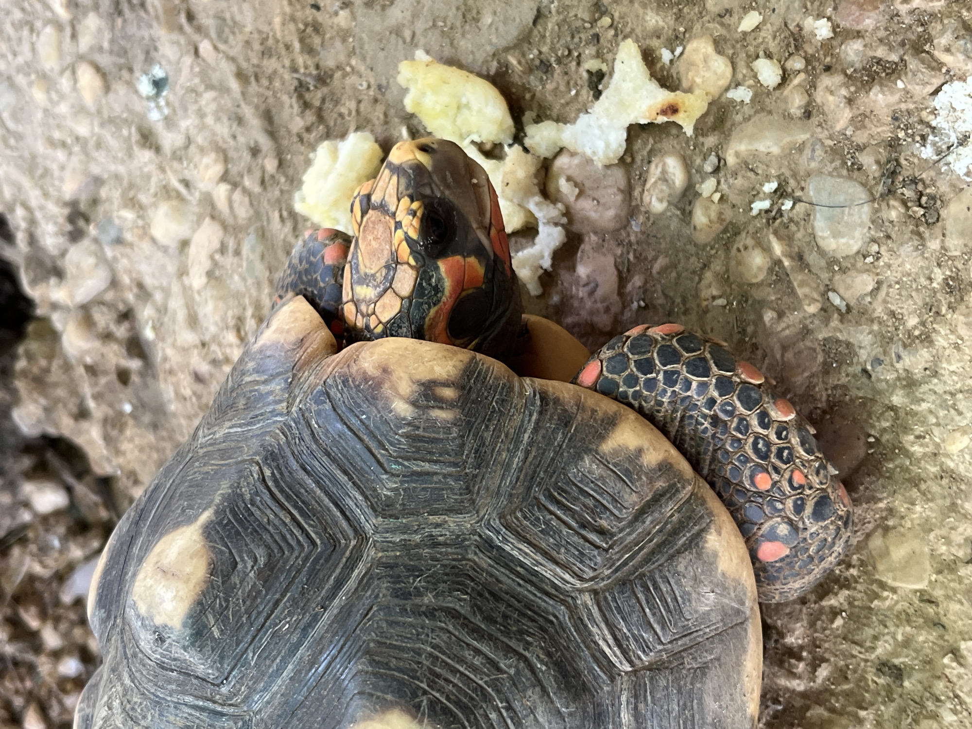 The image shows a close-up of a red-footed tortoise in an outdoor, rocky environment. The tortoise is partially visible, with its dark, patterned shell and its head facing to the right. Its head is colorful, with orange and yellow markings on its scales and a black eye. Around its head, there are pieces of white, food-like material. The ground is composed of small, light-colored pebbles and dirt. The background is blurred, showing more of the rocky terrain. There is no indication of people or any specific urban setting such as Tinaquillo, Venezuela.