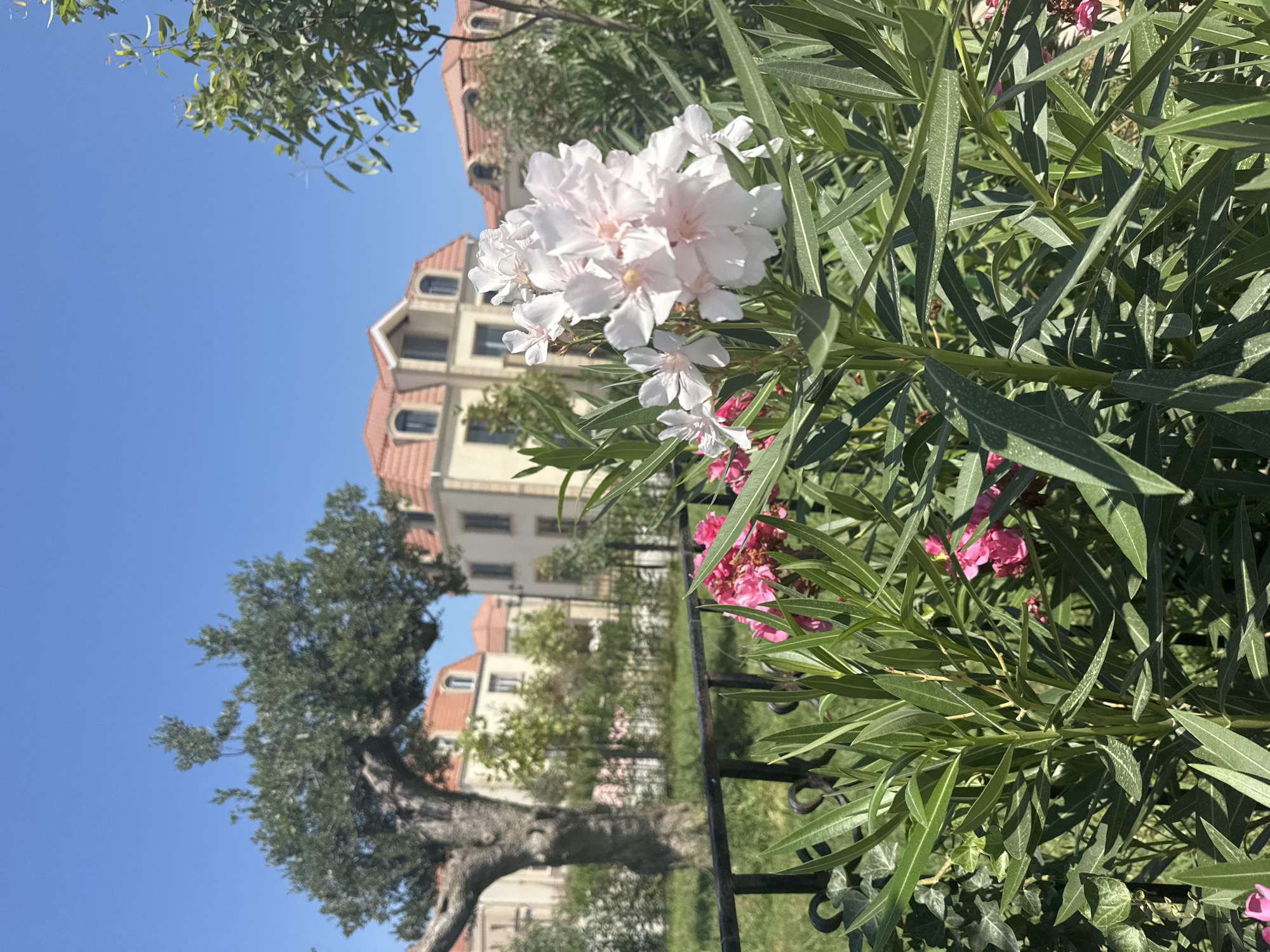 In the city of Sabunchu Raion, Azerbaijan, a cluster of pale pink and white oleander flowers are in full bloom, set against a backdrop of lush green foliage. Behind the flowers, a black metal fence runs horizontally, partially obscuring a manicured lawn. In the mid-ground, a mature olive tree with a gnarled trunk stands prominently. Beyond the tree and lawn, several residential buildings with red-tiled, mansard roofs are visible under a clear blue sky. The buildings are light-colored with dark arched windows. The scene appears to be a serene residential area on a bright, sunny day.