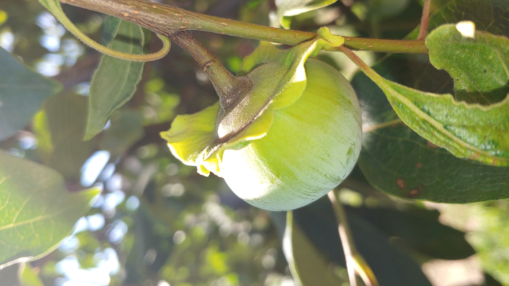 An unripe green persimmon fruit hangs from a tree branch. The fruit is round and smooth, with a calyx of leafy sepals at its top. Sunlight filters through the leaves of the tree, casting shadows and creating a dappled effect. The background is blurred, showing more foliage and the bright sky. The image appears to be taken outdoors in a natural setting, possibly a garden or park. It is not possible to determine the specific location within Mukachevo, Ukraine from the visual information alone.
