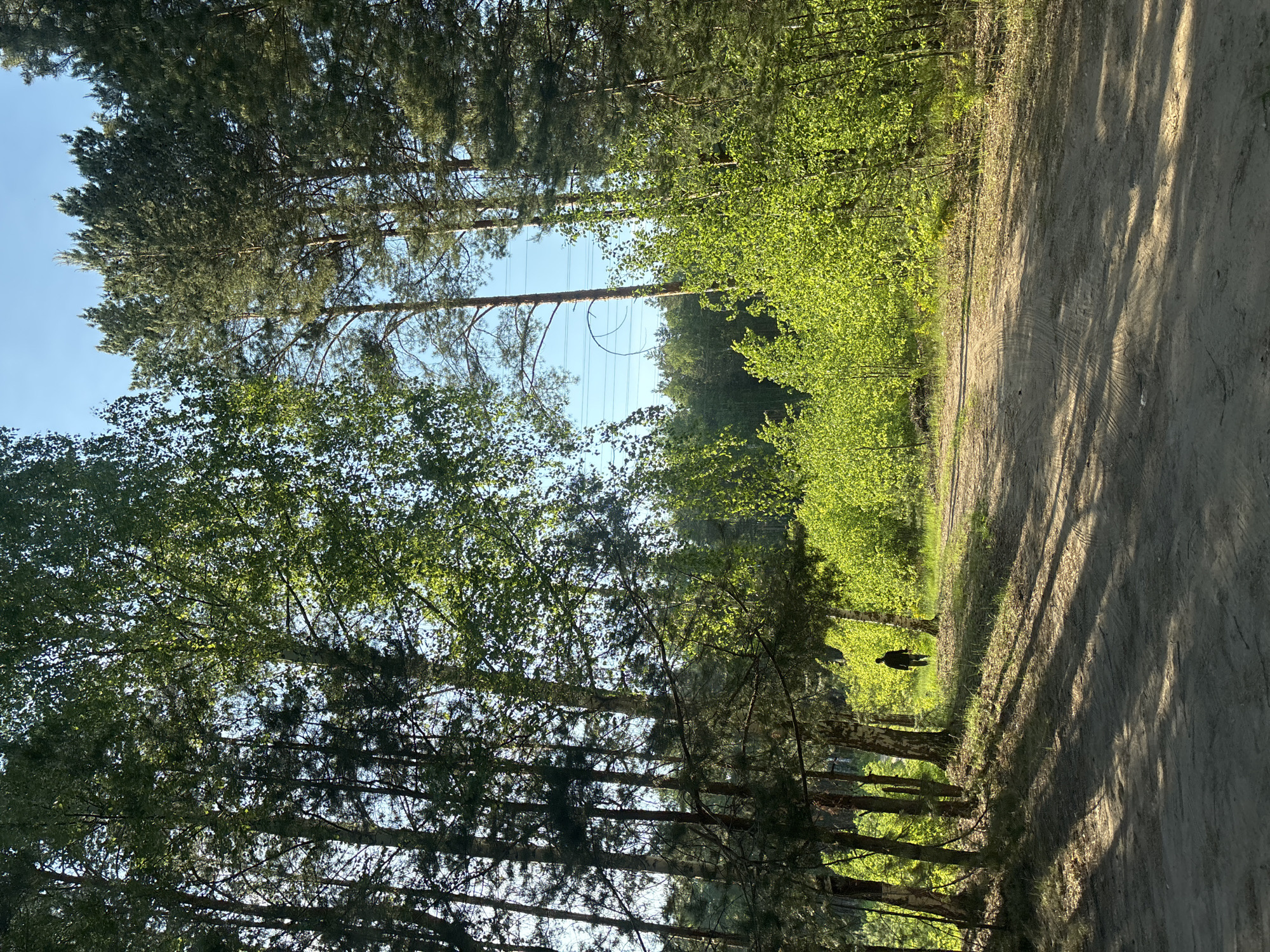 The image shows a dirt path running through a forest in Chaikovsky, Russia. The path is bordered by trees on both sides, with taller pines on the left and deciduous trees with bright green leaves on the right. A person is walking on the grassy edge between the path and the trees on the right. Power lines are visible in the sky between the trees. The image is taken during the day, with sunlight filtering through the trees, creating shadows on the path.
