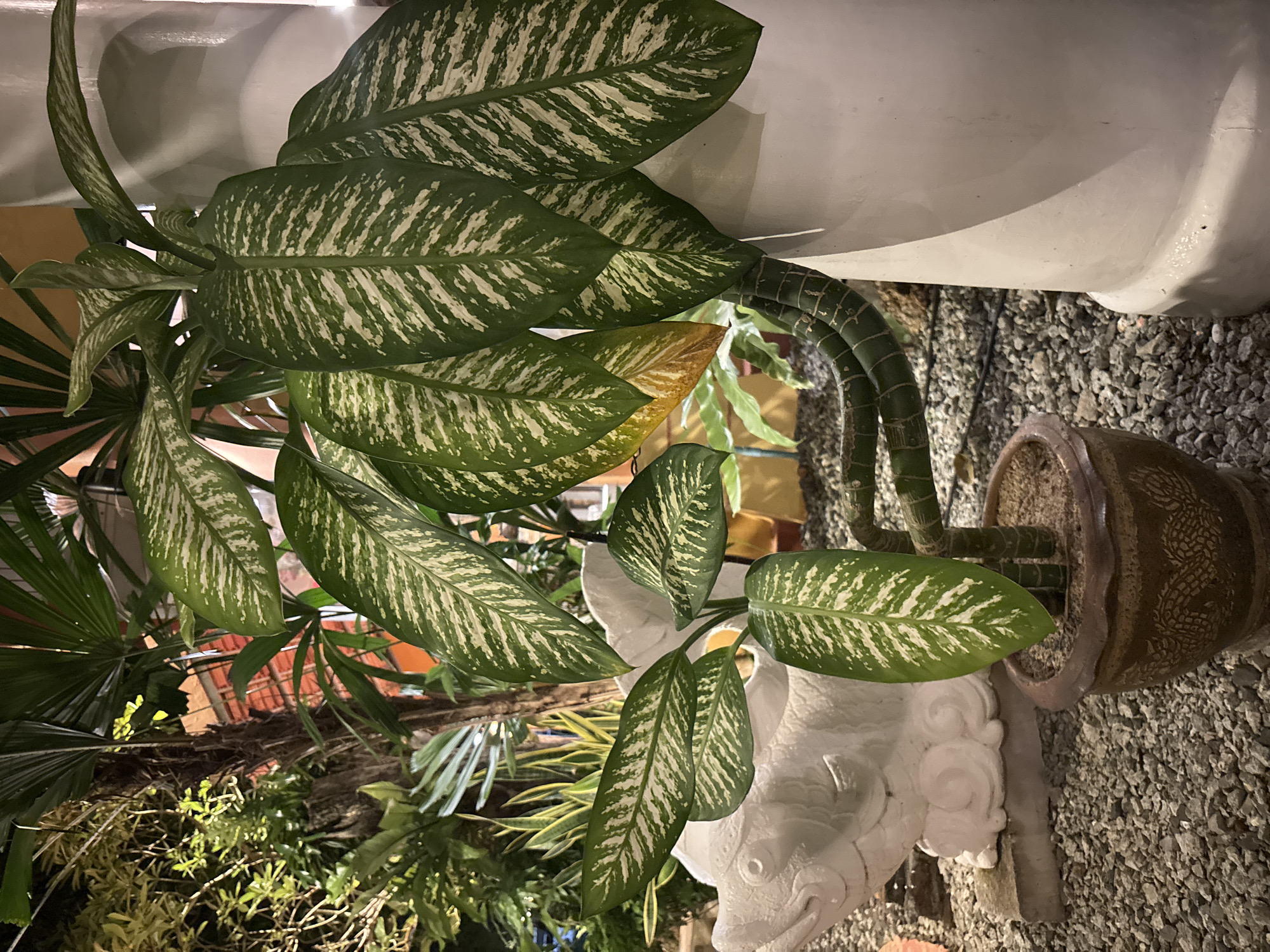 A close-up, low-angle shot captures a potted Dieffenbachia plant with striking green and white variegated leaves. The plant, which appears to be indoors or in a sheltered outdoor area, is positioned in a decorative brown ceramic pot. Behind the plant, a white, stylized sculpture resembling a fish is visible, resting on a bed of small gray gravel. The background is a blur of green foliage and hints of warm orange and red lighting, suggesting an interior space or a dimly lit outdoor setting at night. A large, off-white pillar or column is on the right side of the frame, partially obscuring the plant. The overall impression is one of a serene, tropical-themed setting, possibly a restaurant or hotel lobby in Chalong, Thailand.