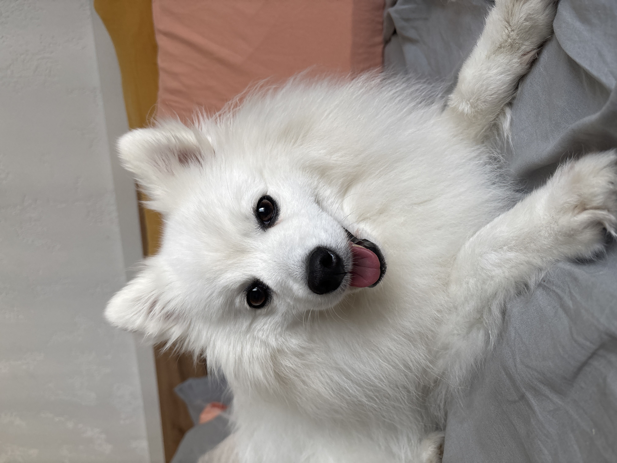 An upper-body, close-up, eye-level shot shows a white Japanese Spitz dog lying on a bed. The dog is facing the camera with its mouth open and tongue out, panting. Its fur is thick and fluffy, with dark eyes and a black nose. The bed appears to be covered with a gray sheet, and a pink pillow is visible in the background. The lighting is soft, creating a warm and inviting atmosphere. There is no indication that this image is located in Kazan, Russia.