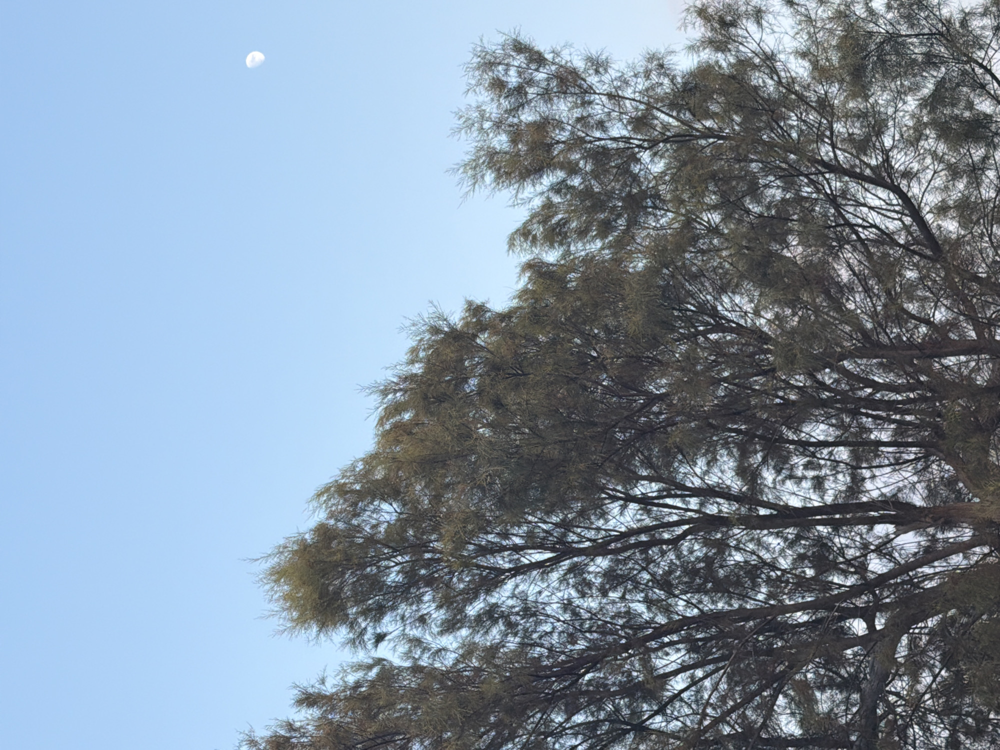A clear, pale blue sky is visible above a dense canopy of dark green, wispy trees. The trees fill the lower portion of the image, their branches interlacing and obscuring much of the sky. A small, crescent-shaped moon is visible in the upper right quadrant of the sky. The image was taken in Pervolia, Cyprus.