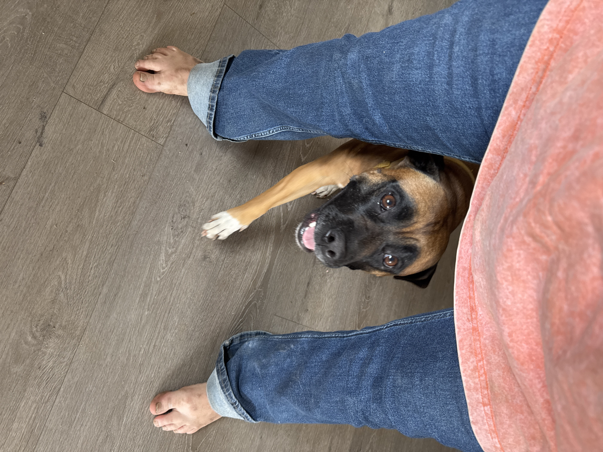 A low-angle, top-down shot depicts a person standing barefoot on a wood-grain floor, wearing blue jeans with rolled-up cuffs and a salmon-colored top partially visible on the right. Between the person's legs, a brown and black boxer dog looks up at the camera, one paw extended. The photo was not taken in the city of Chaikovsky, Russia.