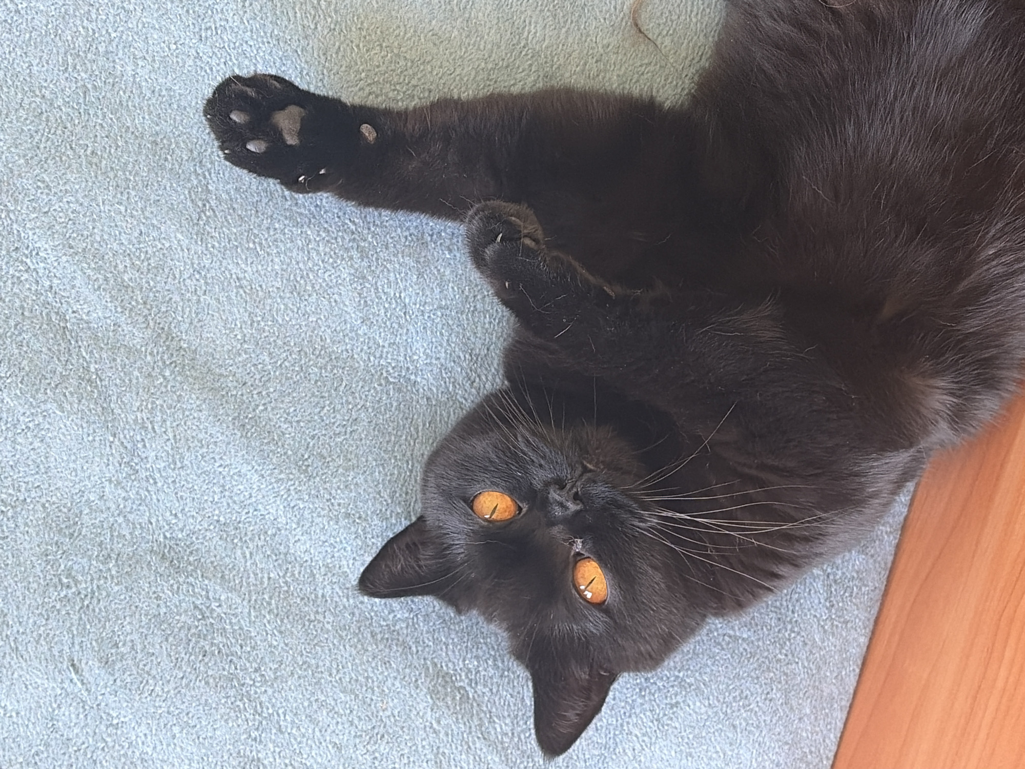 A black cat with bright orange eyes lies on its back on a light blue textured surface. The cat's front paws are raised, with one paw extended upwards and the other bent. The cat's head is tilted to the left, and its gaze is directed towards the viewer. A wooden surface is visible in the lower left corner of the image.