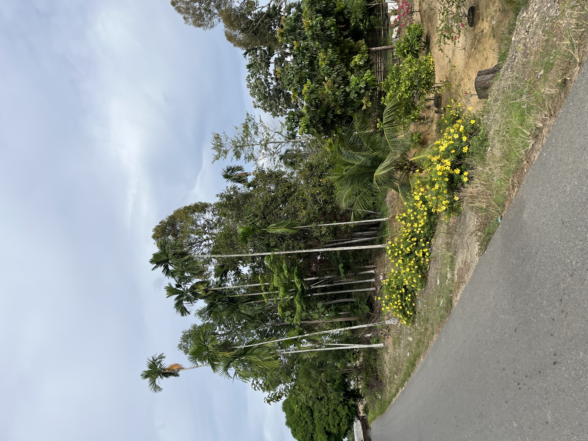The image depicts an outdoor scene, likely in Sukajadi, Indonesia, on an overcast day. A paved road runs diagonally across the lower right portion of the frame, bordered by a grassy embankment. The embankment is covered with lush green vegetation, including a vibrant cluster of yellow flowers. Above the embankment, a variety of trees are visible, including several tall palm trees with their distinctive fronds. The foliage is dense and green, suggesting a tropical or subtropical climate. In the background, there is a sandy bank with some scattered debris and a wooden fence. The sky is a pale, cloudy gray, indicating a lack of direct sunlight. The overall impression is one of a natural, somewhat undeveloped roadside environment. No people or specific activities are depicted.