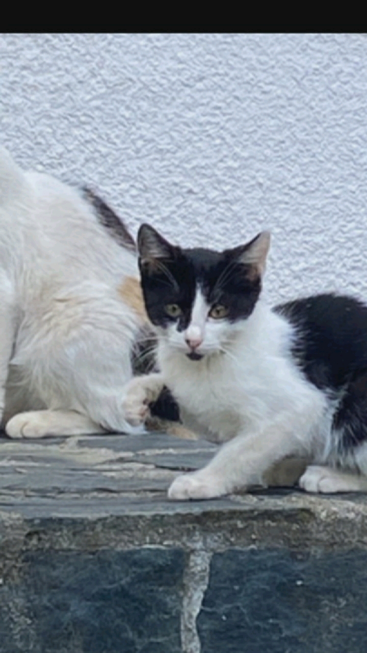 In Hongkou District, China, two cats are positioned on a stone ledge against a textured white wall. A larger, mostly white cat with some calico patches is on the left, partially obscuring a smaller black and white kitten in the foreground. The kitten is facing the camera, with its right paw raised and touching the larger cat. The kitten has black markings on its head and back, and its mouth is slightly open, revealing its tongue. The background wall has a rough, pebbled texture.