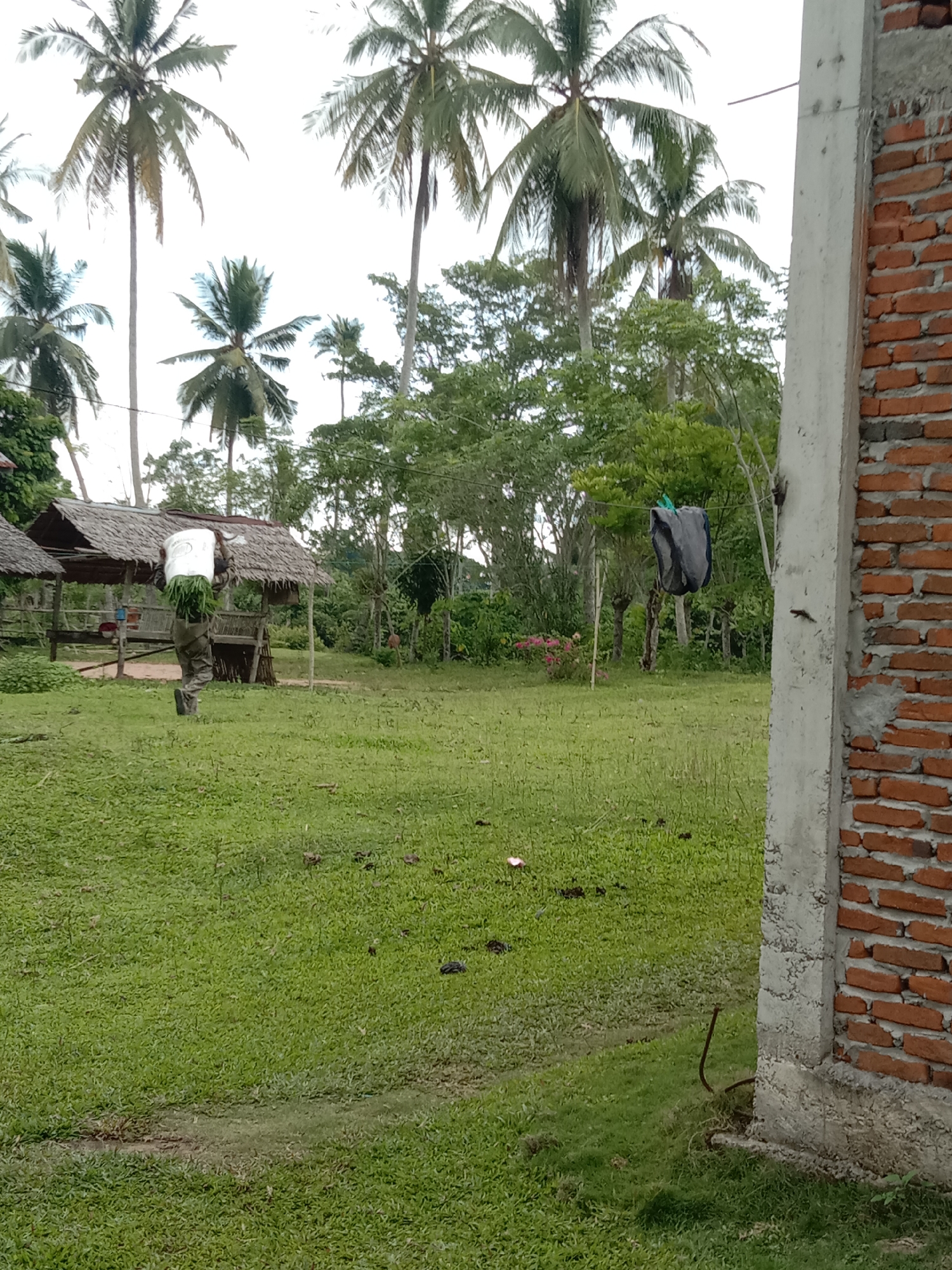 The image shows a grassy field in Blangkarieng, Indonesia, with palm trees and other vegetation in the background. In the mid-ground, a person is carrying a large sack or container on their shoulders near a thatched-roof structure. Clothes are hanging on a line between trees. The foreground includes a brick and concrete structure. The setting appears to be a rural or semi-rural area.
