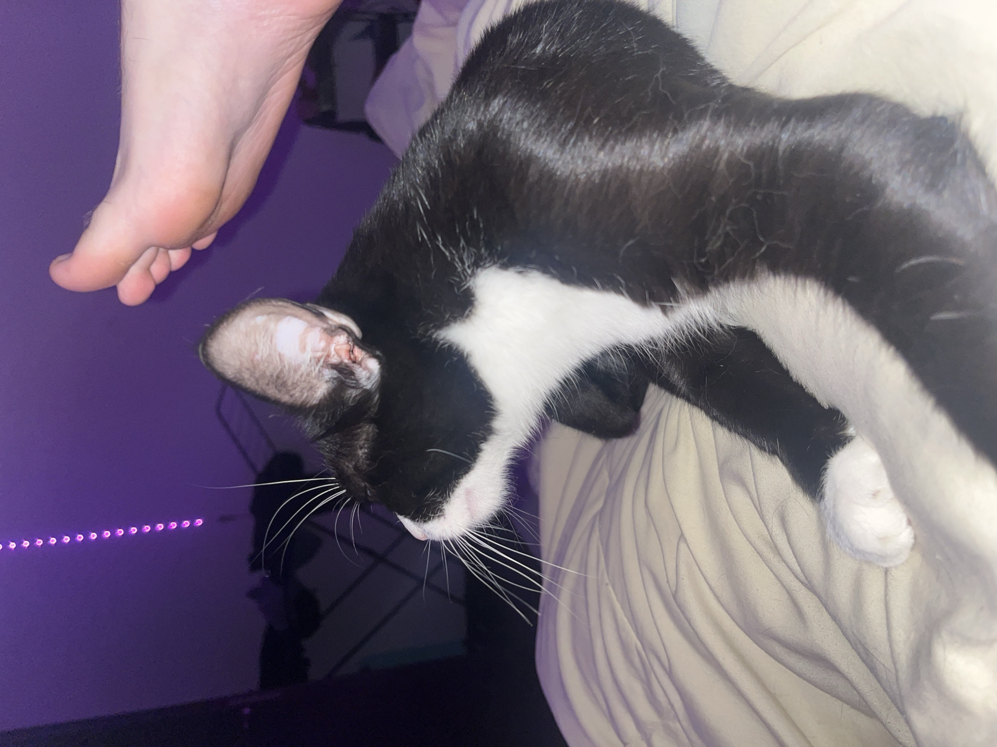 A black and white cat is lying on a beige bed sheet. A human foot is visible in the upper left corner. A string of purple lights is in the background. The location is not discernible.