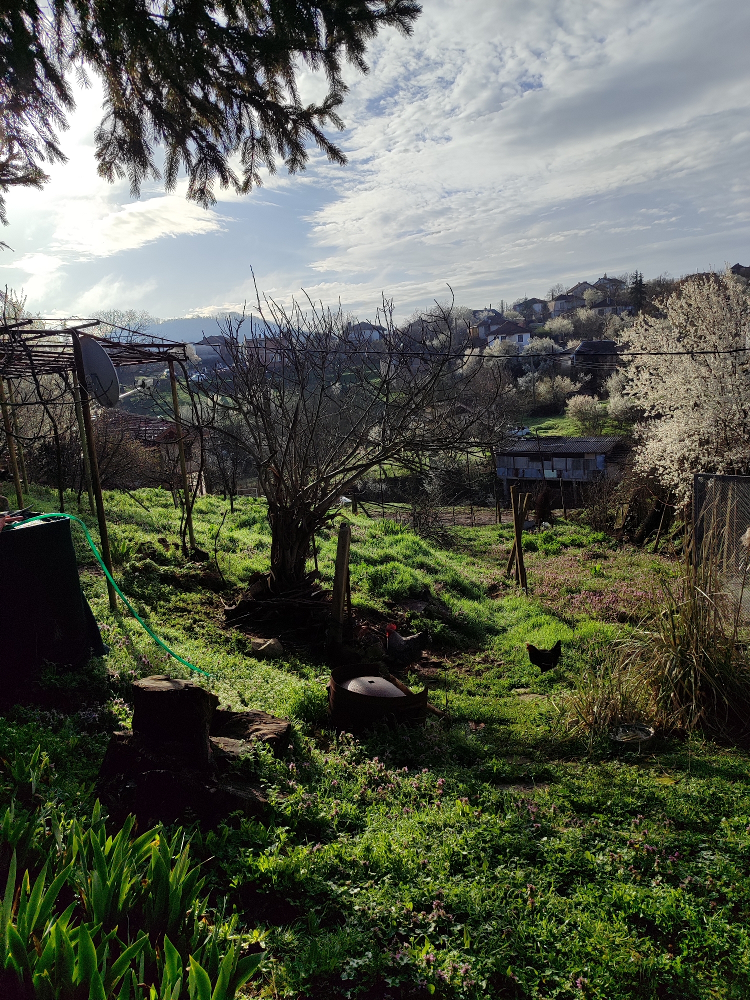 The image shows a rural landscape in Varshilo, Bulgaria. The foreground is a grassy yard with scattered purple wildflowers, a tree stump, and green plants. Two chickens are visible in the yard. A green hose is present near a dark object.
In the midground, there is a small wooden structure on stilts and a metal frame possibly for a vineyard, which includes a satellite dish. A bare tree is prominent in the center.
The background reveals a hillside village with houses and blooming white trees. The sky is partly cloudy with the sun shining through. Tree branches partially obscure the view from the top of the image.