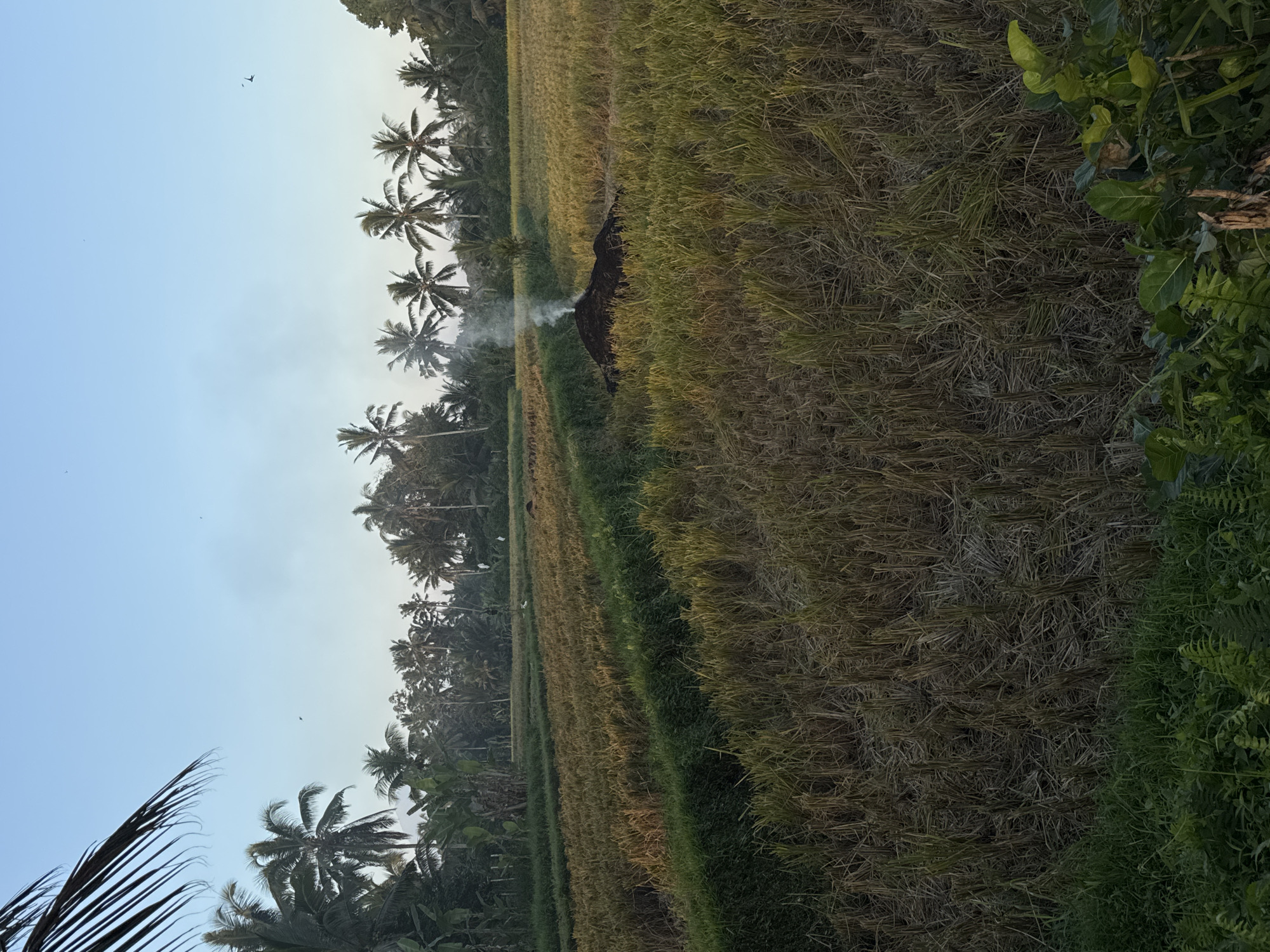 This image captures a rural scene in Petang, Indonesia, likely during sunrise or sunset. The foreground is dominated by a golden-hued rice field, with some sections appearing freshly harvested, evidenced by the stubble and dry stalks. To the left of the field, a thin plume of white smoke rises, indicating a small fire or smoldering material, possibly agricultural waste being cleared. Beyond the rice paddies, a dense line of palm trees stretches into the background, their fronds silhouetted against a pale, hazy sky. The sky itself is a light blue, suggesting fair weather, with a few small birds visible, adding a touch of natural life to the landscape. The overall atmosphere is serene and tranquil, conveying a sense of peaceful rural living. There is no visible text in the image.