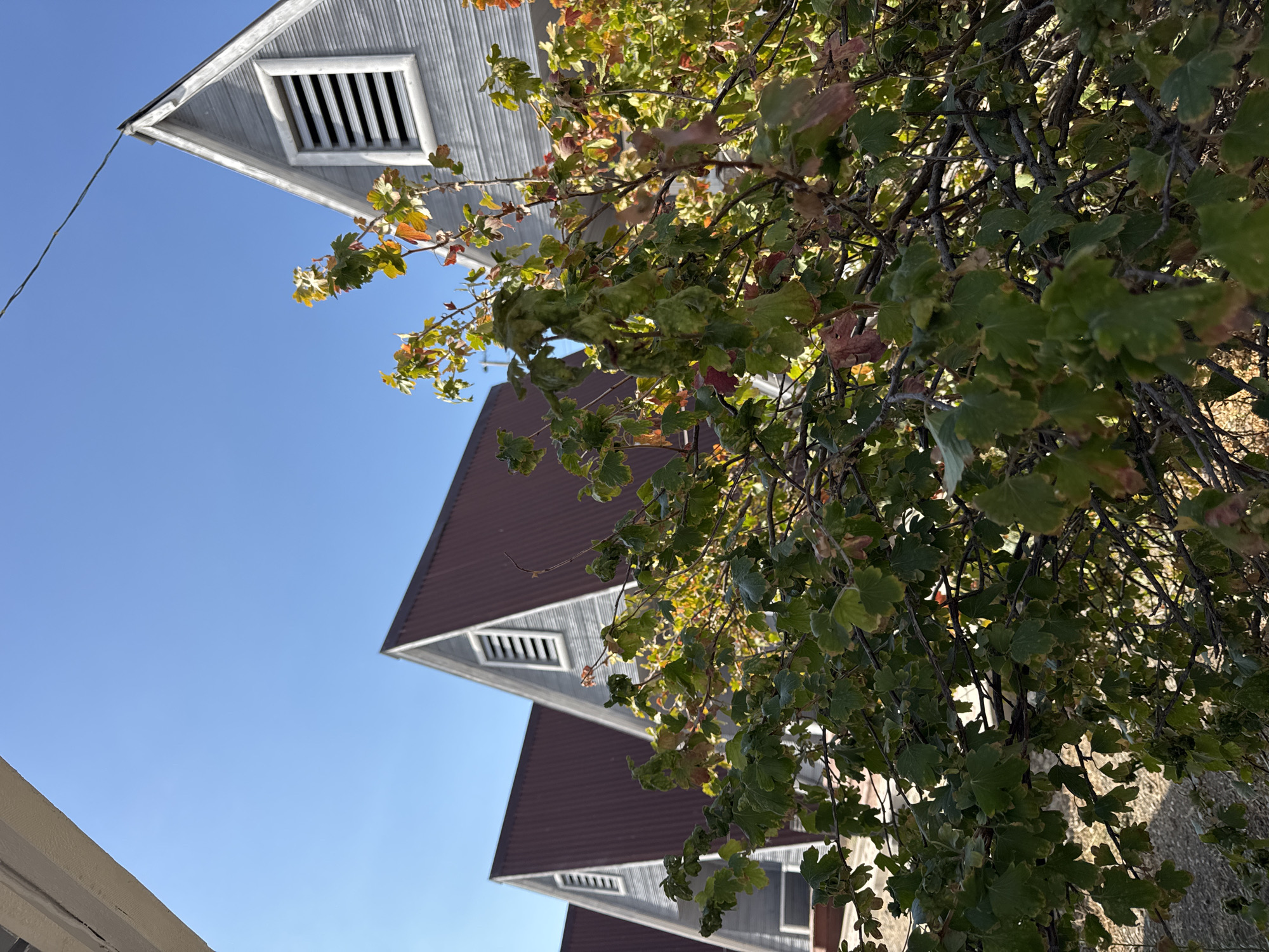 The image shows a row of A-frame buildings with dark red metal roofs and light gray siding. Each building has a triangular gable with a louvered vent. In the foreground, a leafy green bush with some reddish-brown leaves is obscuring the lower portion of the buildings. The sky is a clear, bright blue. The scene appears to be outdoors, likely in a rural or semi-rural setting, possibly a resort or residential community given the uniform style of the houses. The overall impression is one of a sunny day. Without further information or context, it is not possible to determine the specific location in Zharbulak, Kazakhstan.