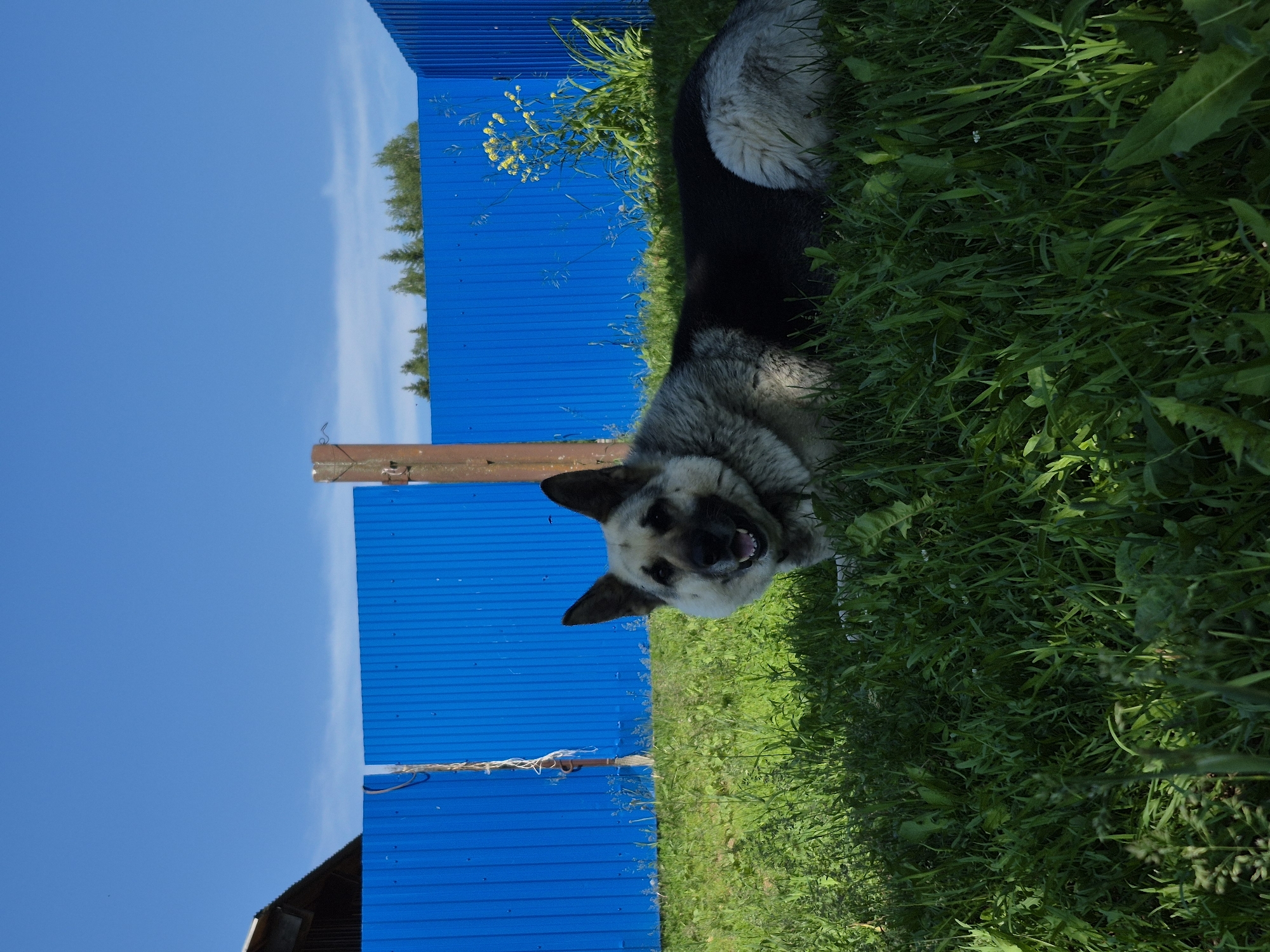 A medium-shot, eye-level, outdoor, daylight, full-color, natural-light photograph shows a dog lying in the grass in front of a bright blue metal fence. The dog is a German Shepherd mix with grey, black, and tan fur. It is lying on its side, facing the camera with its mouth open and tongue visible, appearing to be panting or smiling. The dog's front paws are visible, and its hindquarters extend out of the frame to the right. The grass is green and somewhat overgrown, with some taller weeds interspersed. Behind the dog and the grass is a vibrant blue corrugated metal fence. To the left of the fence, a dark-colored building with a sloped roof is partially visible. A rusty metal pole stands near the fence in the center of the image. The background shows a clear, bright blue sky with a few wispy white clouds. In the distance, behind the fence, a line of trees is visible, and some yellow wildflowers grow alongside the fence on the right. The scene appears to be a rural or semi-rural setting, likely a yard or a field. The location is identified as Дойная, Russia.
