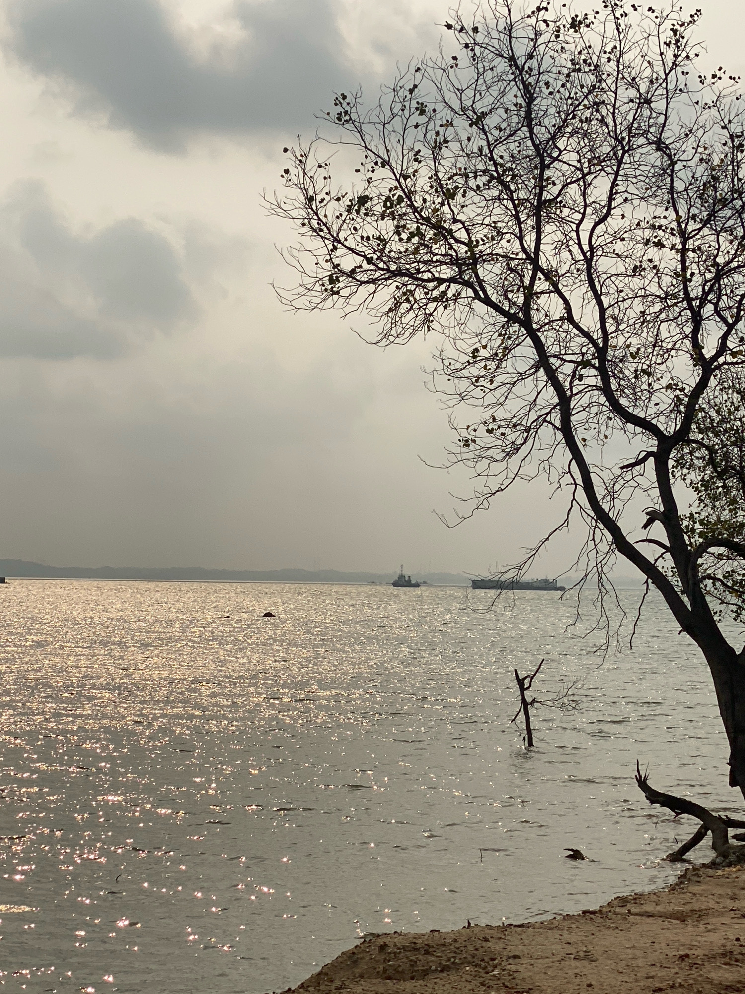 The image captures a view of the waterfront at Nongsa Point Marina in Batam, Indonesia. The sun's rays reflect off the choppy water, creating a shimmering effect across its surface. In the distance, several ships are visible on the horizon, suggesting a busy maritime environment. The foreground is dominated by the silhouette of a bare tree with intricate branches reaching towards the overcast sky. The sand and a few driftwood pieces on the shore indicate a natural, untouched coastline. The overall atmosphere is serene, with the muted tones of the sky and water contributing to a peaceful, contemplative mood.