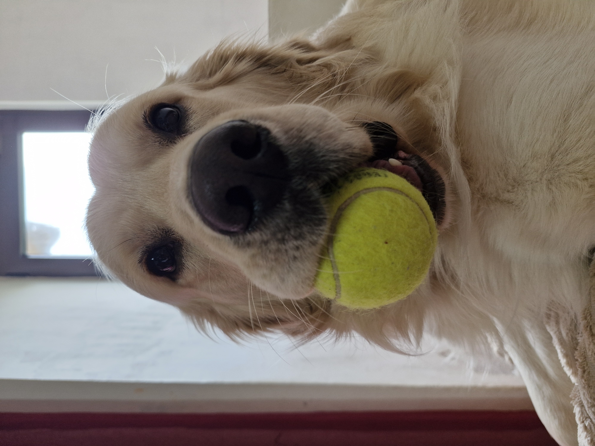 A low-angle, close-up shot depicts a golden retriever dog holding a tennis ball in its mouth. The dog is indoors, near a window with bright light coming through. The dog's eyes are dark, and its nose is large and black. The tennis ball is bright yellow-green. The bottom of the image shows a white surface with a red stripe. No information is presented that suggests the image location is Budva, Montenegro.