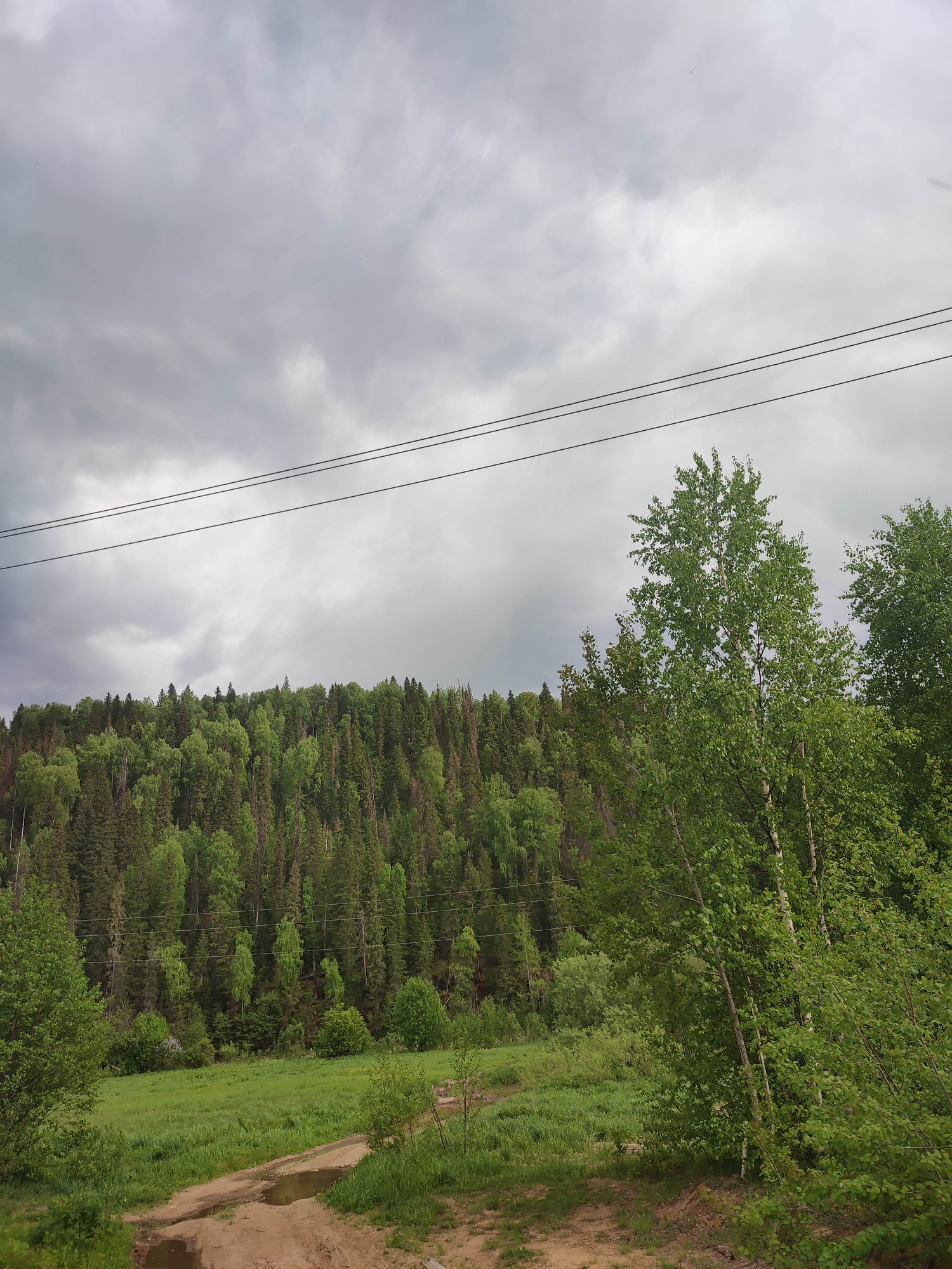 The image depicts a rural scene near Vil'va, Russia, under a cloudy, overcast sky. Two parallel power lines stretch across the upper portion of the frame. A dense forest covers a hillside in the middle ground, comprised of both deciduous and coniferous trees, some showing lighter green foliage. In the foreground, a dirt track or road leads towards the forest, with puddles of water visible on its surface. Tall grasses and scattered vegetation line the sides of the path. To the right, birch trees with light green leaves stand prominently. The overall environment suggests a damp or recently rainy condition.