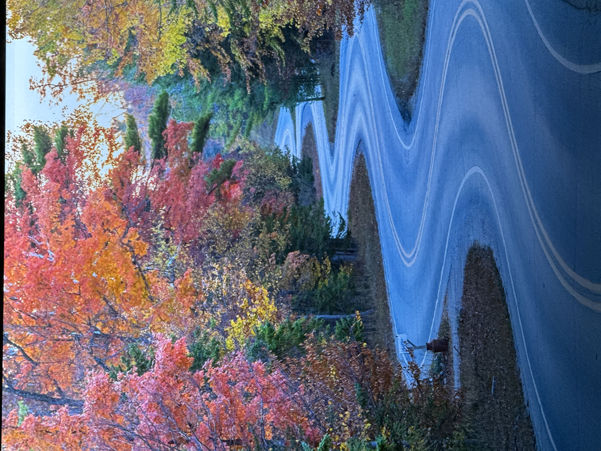 The image depicts a winding asphalt road with double yellow lines, surrounded by a dense forest displaying vibrant autumn foliage. The trees exhibit a spectrum of colors, including reds, oranges, yellows, and greens. The road curves sharply through the landscape, creating a sense of depth and movement. The sky is a pale blue, and the ground on either side of the road is covered with grass and fallen leaves. There are no people or animals visible in the image. A small, weathered metal object resembling a milk can sits near the roadside in the lower left quadrant. The scene is static and appears to be an outdoor landscape photograph taken during the daytime. This image is not located in Saratov, Russia.