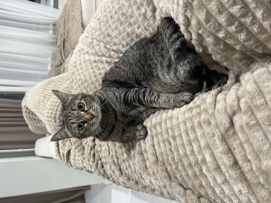 A gray tabby cat with green eyes lies diagonally on a light brown textured cushion. The cat's head is tilted, looking at the viewer. Part of the cat's back blends into a dark area on the cushion. The background shows a white window shade and beige fabric. The scene is well-lit, highlighting the cat's fur and the cushion's texture.