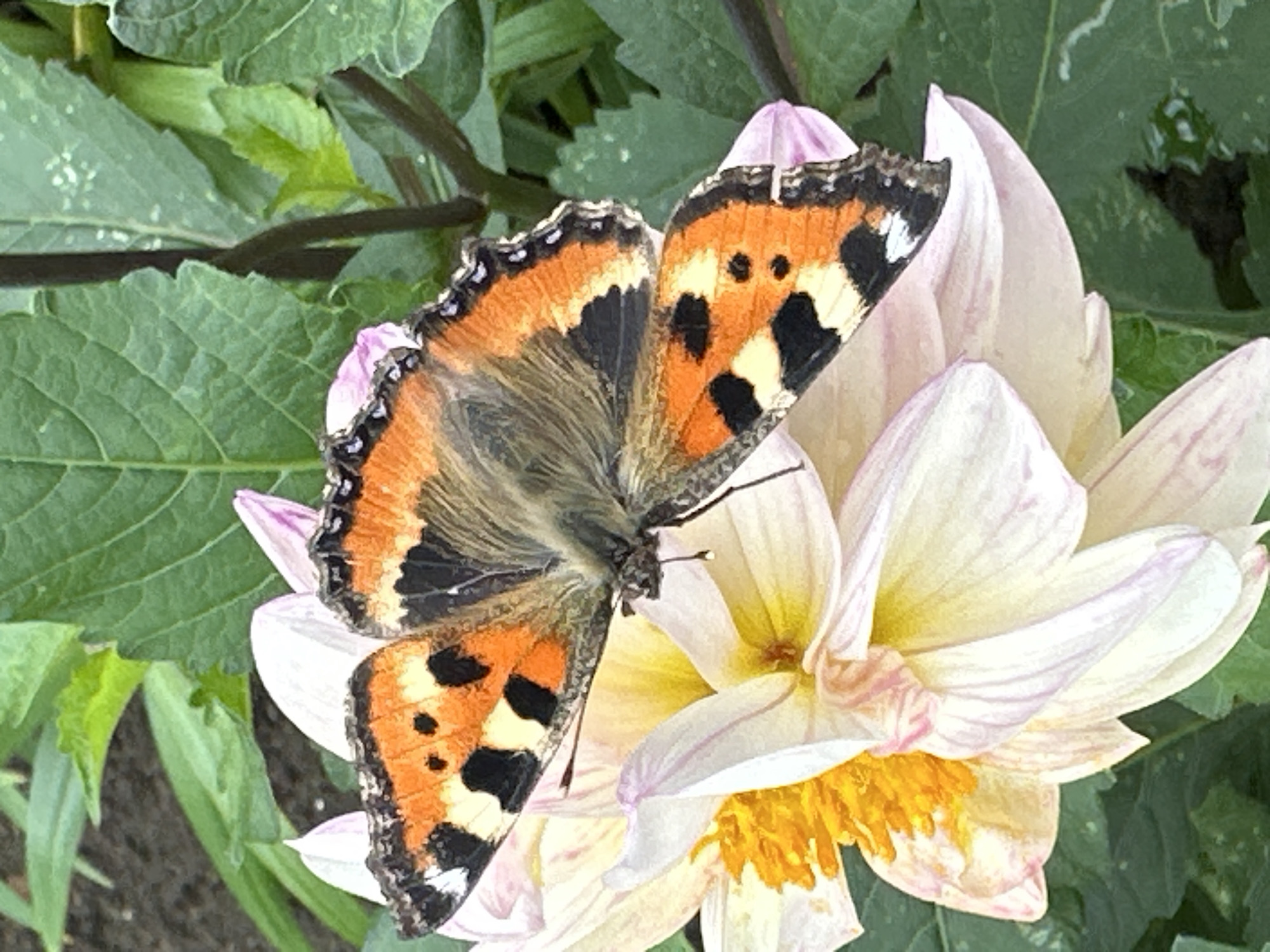 A small tortoiseshell butterfly, characterized by its orange, black, and yellow wing patterns, rests on a delicate, multi-petaled flower. The flower, likely a dahlia, displays soft pink and white petals with a vibrant yellow center. The background consists of lush green foliage, suggesting an outdoor garden setting. The image is a close-up, focusing on the intricate details of the butterfly and the flower. The scene does not depict any identifiable urban features of Chaikovsky, Russia, as the environment appears to be a natural or cultivated garden space.