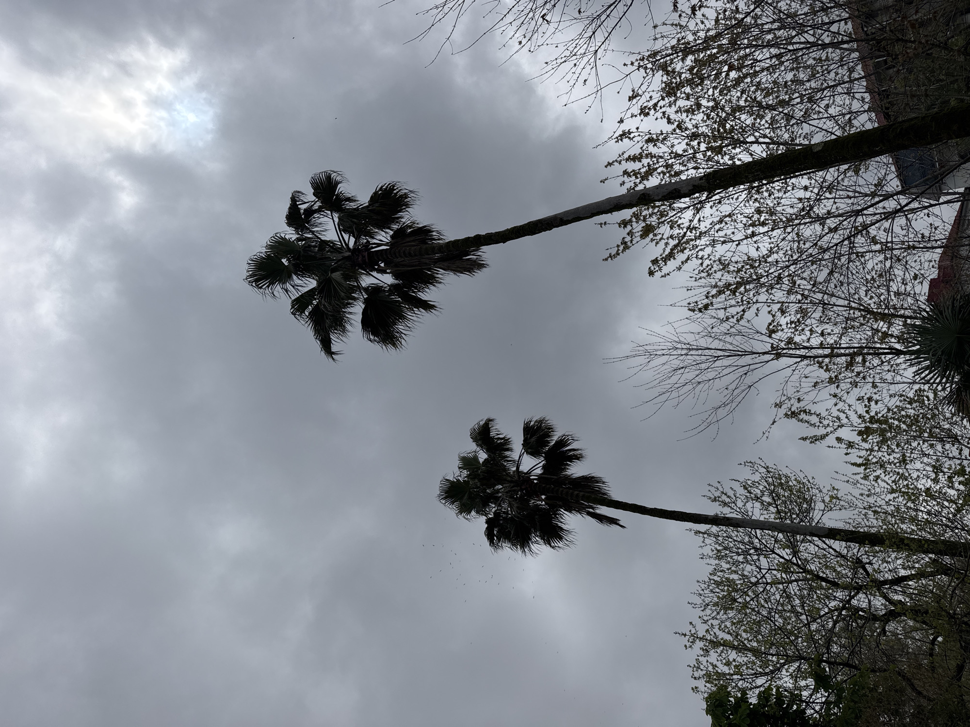 The image shows a low-angle view of two palm trees against a cloudy sky. The trees are silhouetted against the gray background, suggesting an overcast day. The branches of other trees, some bare and some with emerging leaves, are also visible around the edges of the frame. The perspective is tilted, with the horizon appearing angled. The location is Unknown, Unknown.