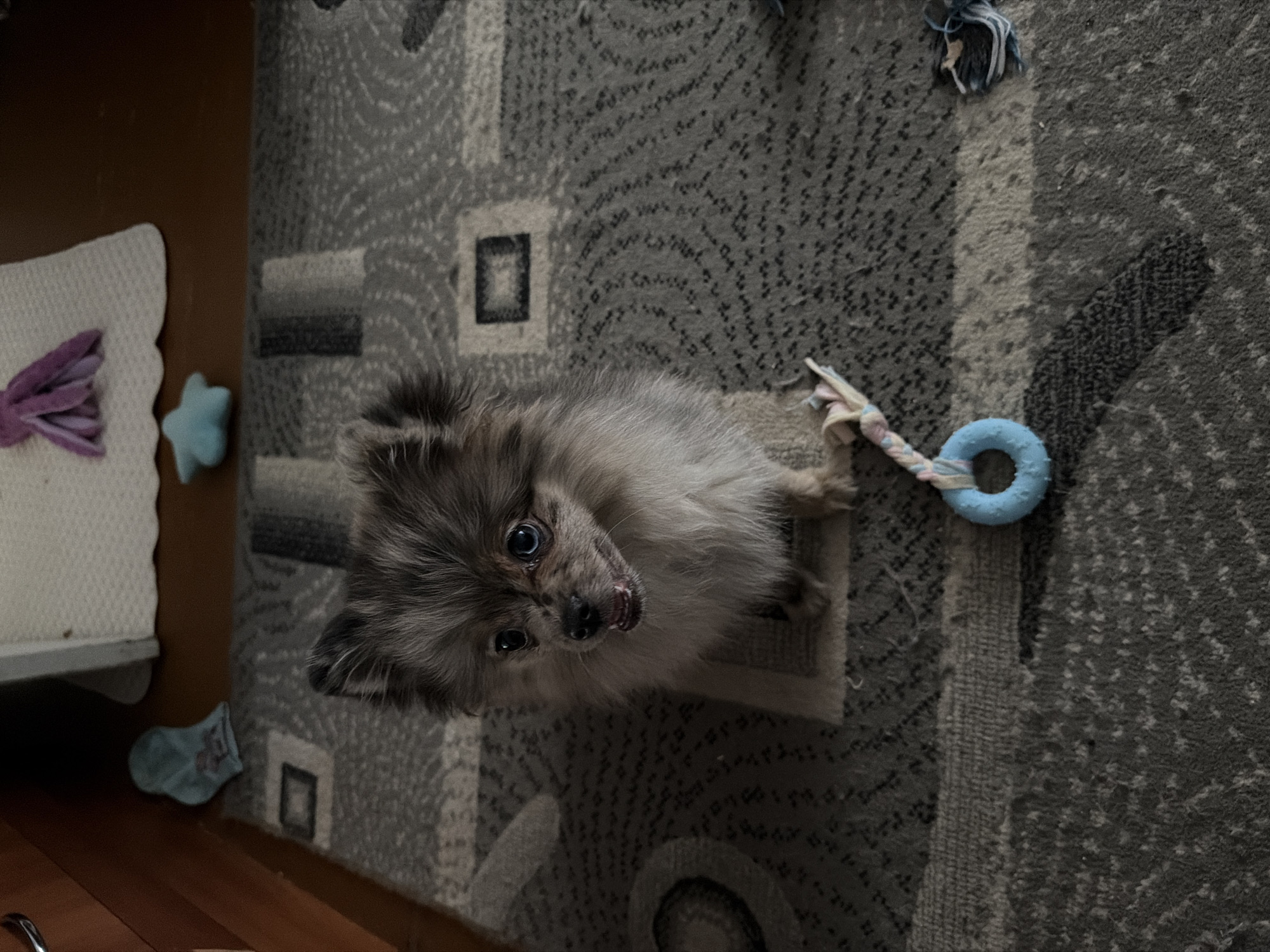 A small, fluffy dog with striking grey and light brown merle-patterned fur is captured from above, looking directly up at the viewer with large, dark, attentive eyes and a slightly open mouth, revealing a small tongue and teeth. The dog, possibly a Pomeranian or similar breed, appears playful or expectant.
It is positioned on a grey patterned rug with abstract lighter grey and black designs, which covers most of the visible floor. To the dog's right (viewer's left), there is a dog toy consisting of a light blue ring attached to braided fabric in pastel colors. On the far left of the frame, a wooden floor is visible, bordering the rug. Resting on the wooden floor is a white, textured mat or blanket adorned with a purple fabric bow or ribbon, and next to it, a small light blue star-shaped object. Below the mat, a tiny light blue sock or baby sock is visible on the wooden floor.
The scene takes place indoors, likely within a home in Chaikovsky, Russia, with the lighting appearing somewhat dim. The image is tilted, giving a dynamic perspective. There is no visible text in the media.