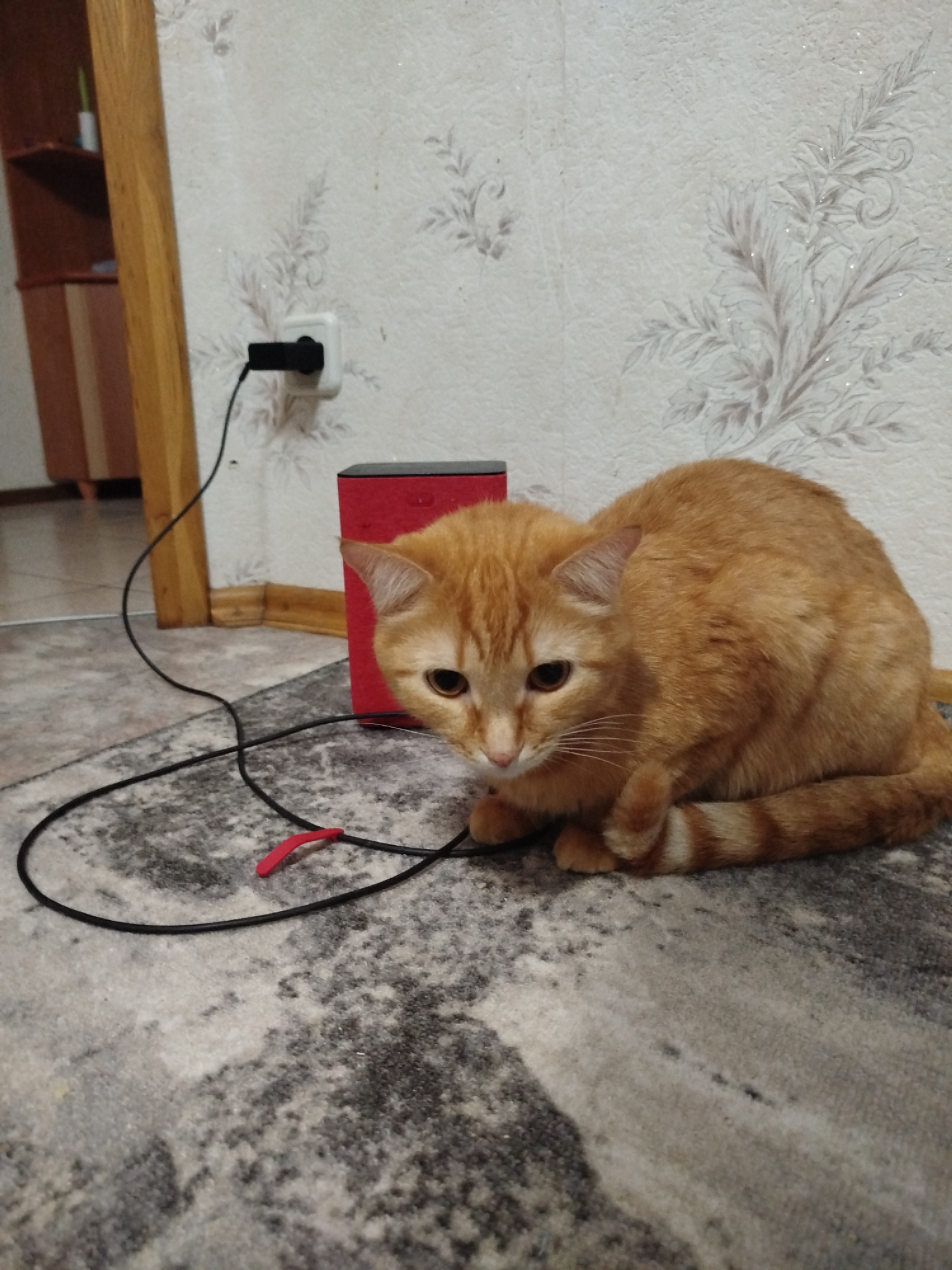 An orange cat sits on a gray rug next to a red box and a black cord plugged into a wall outlet. The wall is decorated with gray floral patterns. A wooden door frame and part of a cabinet are visible in the background. The location is Unknown, Unknown.