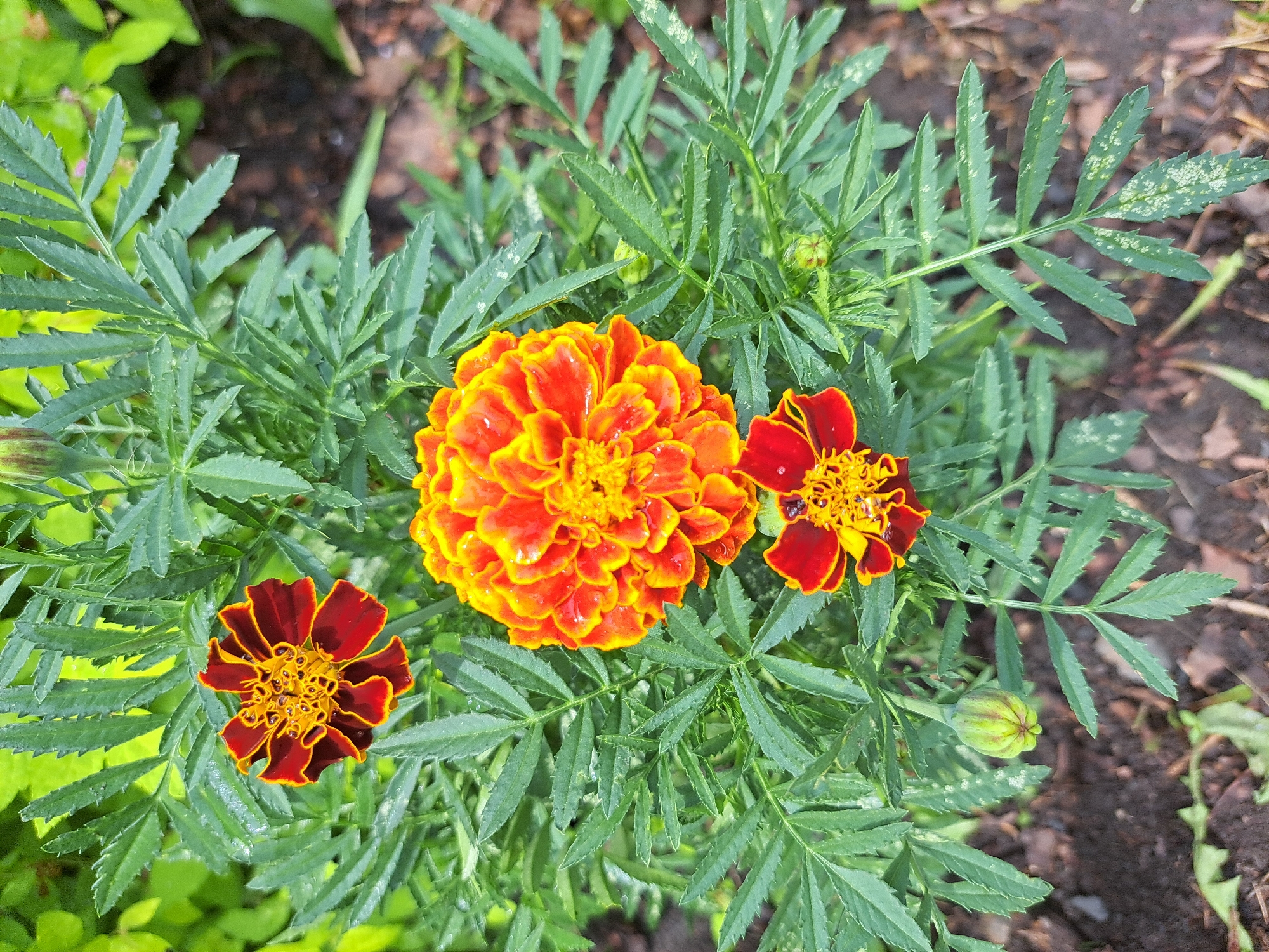 This is a close-up, eye-level, outdoor, daylight shot of marigolds in Черницк, Russia. The focus is on three marigold blossoms and their foliage. The largest blossom, in the center, is a vibrant orange and yellow with ruffled petals and visible water droplets. To the upper left and lower center are two smaller marigolds, distinguished by their deep red petals with bright yellow edges. The plants are surrounded by lush green, feathery foliage and appear to be growing in dark soil with some scattered leaf litter. A single unopened bud is visible on the lower left side of the frame.
