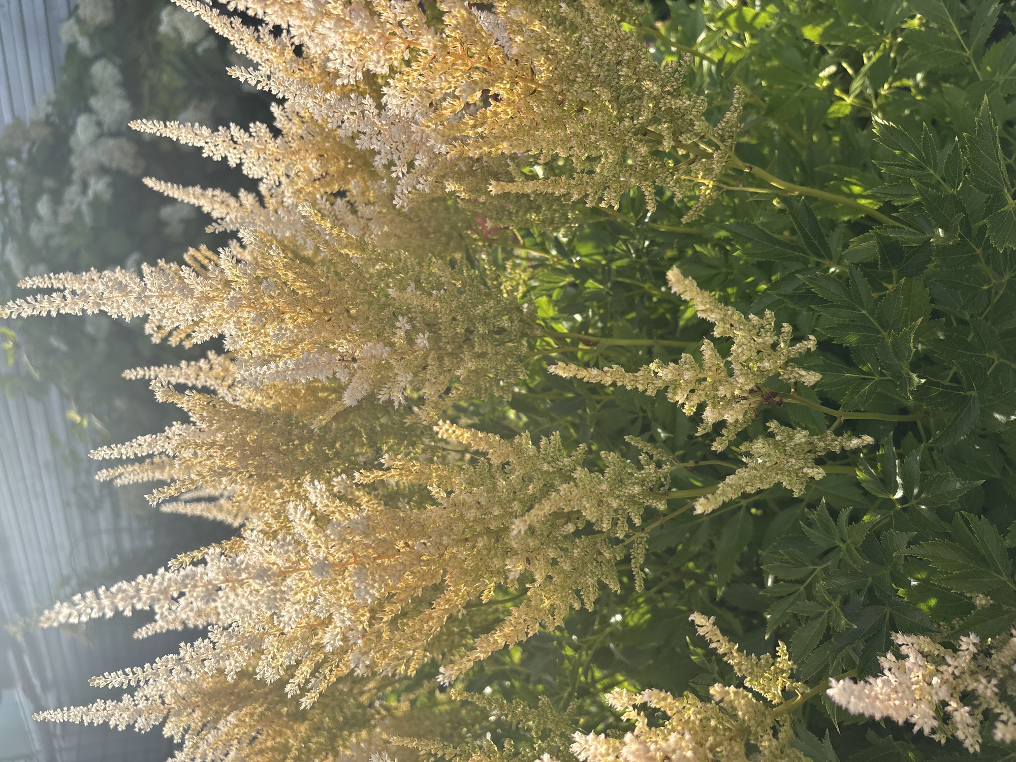 The image displays a close-up view of a dense cluster of tall, feathery plants with creamy-white to pale yellow blossoms. The plants have green, serrated leaves. The scene is bathed in sunlight, creating a bright and somewhat hazy effect, with some lens flare visible in the upper left corner. The background is out of focus, showing hints of greenery and a structure resembling a fence or roofline. There is no indication of the city of Дунилово, Russia, or any people or specific actions.