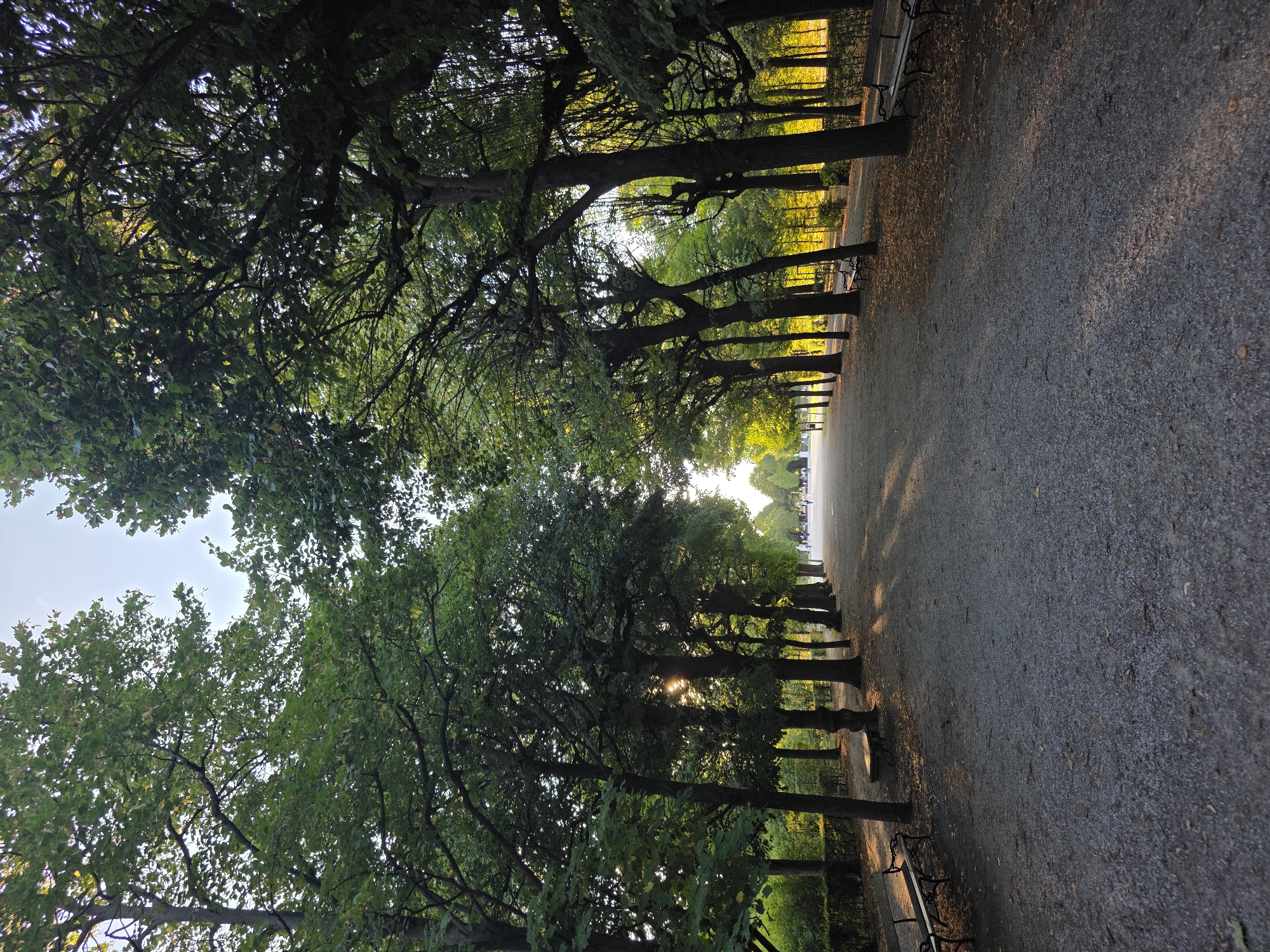 The image depicts a picturesque park pathway in Vienna, Austria, likely the Schönbrunn Gardens, bathed in the warm, dappled light of a late afternoon sun. A wide, gravel pathway stretches into the distance, bordered on both sides by meticulously lined rows of mature trees. Their dense green foliage creates a canopy overhead, with sunlight filtering through, casting long, intricate shadows across the path.
Several park benches are visible along the edges of the pathway, some empty and others occupied by indistinct figures in the distance. The trees themselves are majestic, with thick, gnarled trunks and branches reaching outwards. In the far distance, a few people can be seen walking or standing along the path, their forms silhouetted against the brighter backdrop of the park. The overall atmosphere is one of tranquility and natural beauty, characteristic of Viennese public spaces. The sun's angle suggests it is late afternoon, casting a golden hue on the scene.