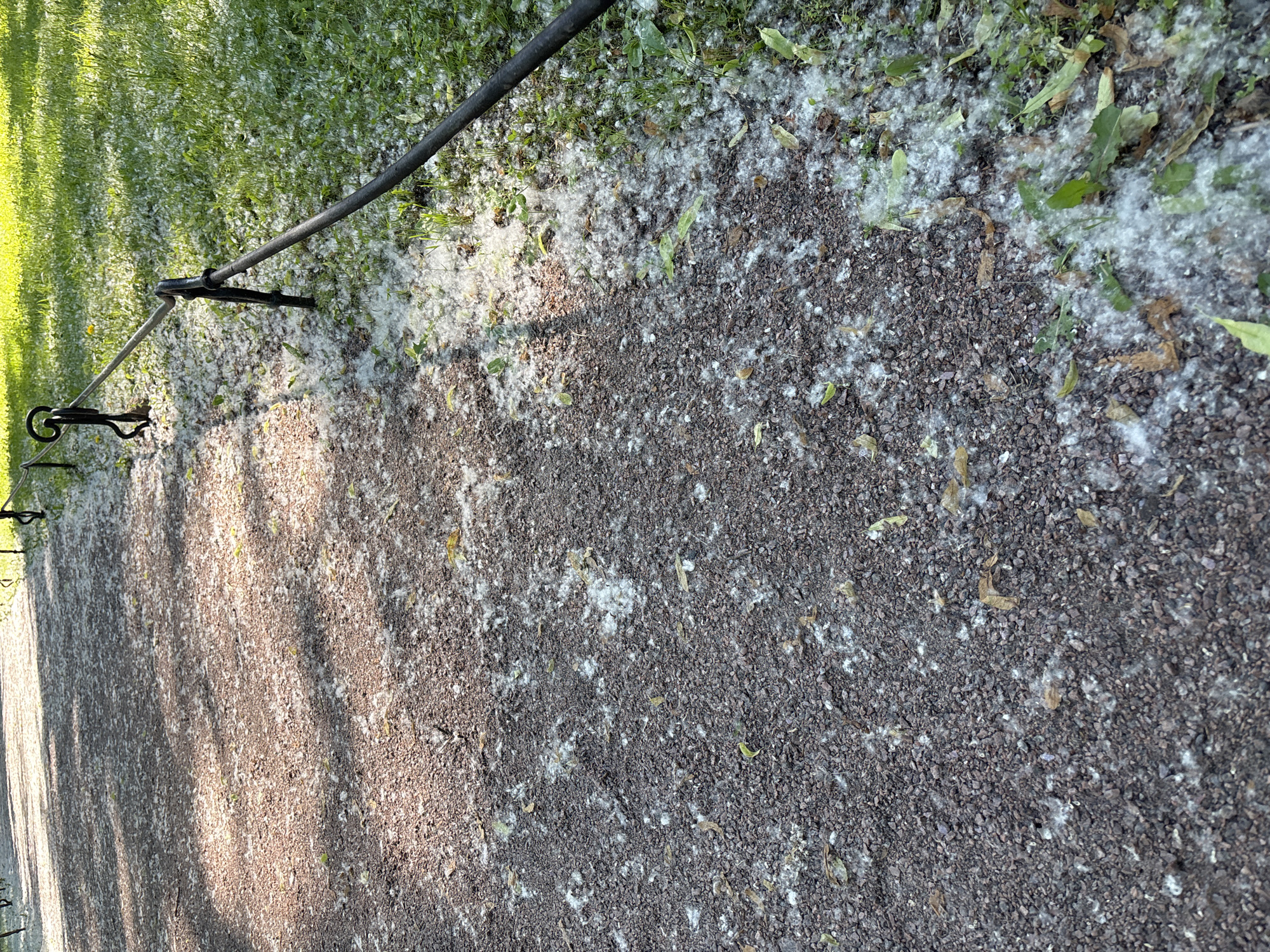 The image shows a sunlit gravel path in Saint Petersburg, Russia, covered with white fluffy material, likely cottonwood seeds, which have fallen onto the path and the adjacent grass. A dark metal fence with decorative scrollwork runs along the right side of the path, separating it from a lush green grassy area. Some fallen leaves are scattered among the seeds and on the gravel. The lighting suggests it is daytime, with shadows cast across the path. No people are visible in the image.