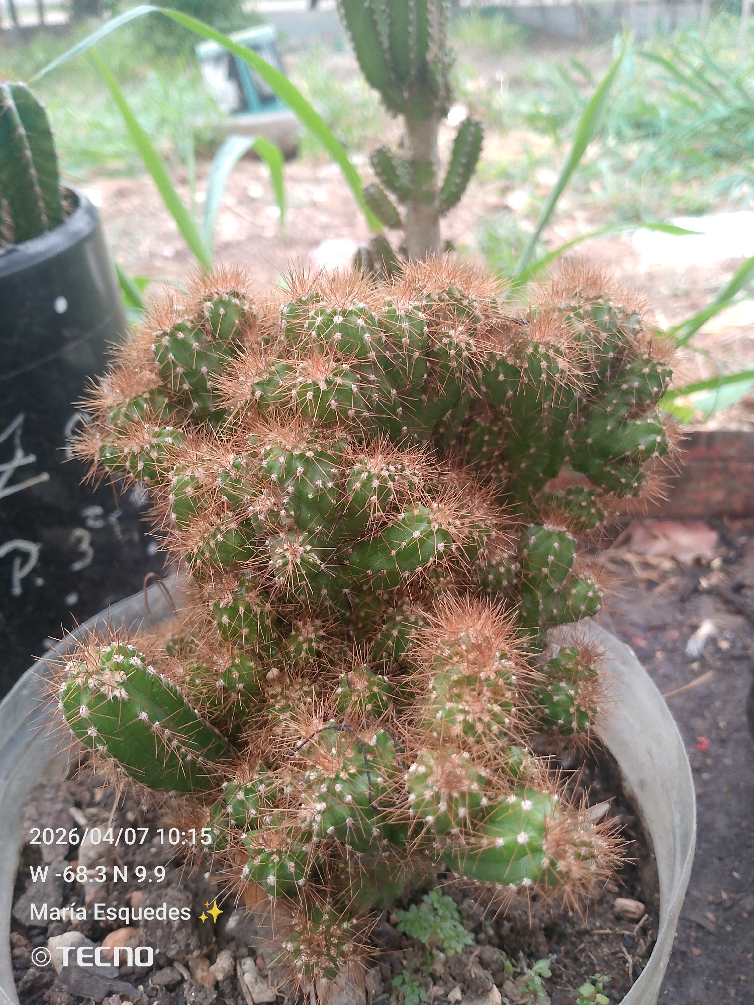 The image shows a cluster of small, green cacti in a plastic pot. The cacti are covered in brown spines. The pot sits on soil. In the background, there's another taller cactus and some vegetation. The image includes a date and time stamp: "2026/04/07 10:15", the geographical coordinates "W -68.3 N 9.9", a name "Maria Esqueudes" and the brand of the camera: "Tecno." The location corresponds to Tinaquillo, Venezuela.