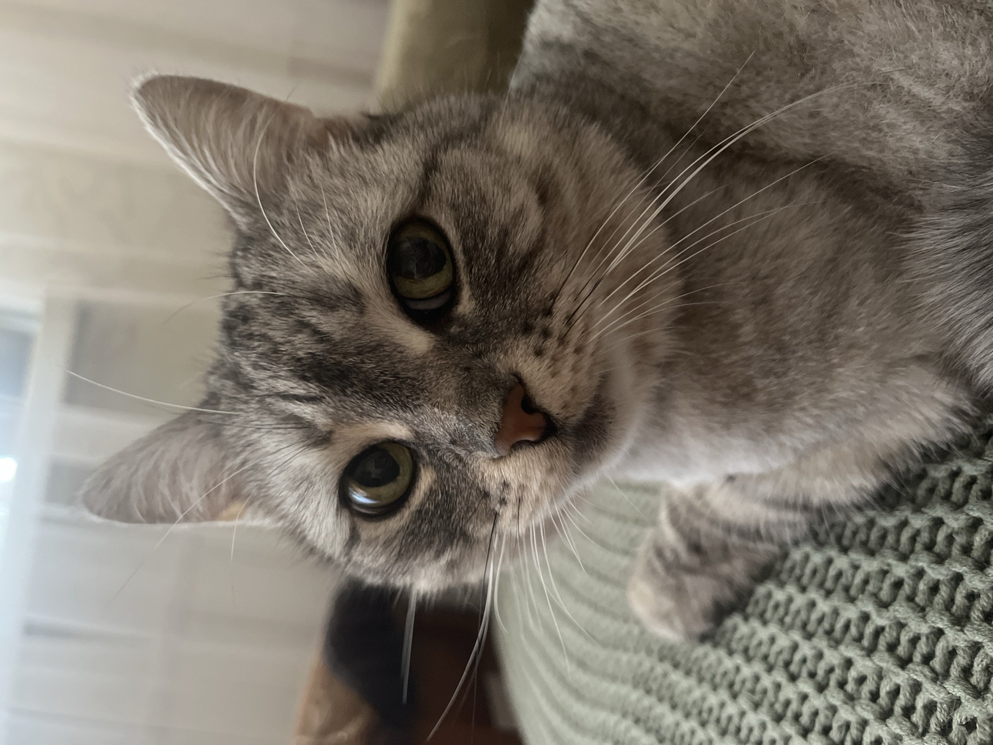 A close-up, eye-level shot shows a grey tabby cat looking directly at the camera. The cat has green eyes, a pink nose, and prominent white whiskers. Its fur is detailed with classic tabby markings. The cat is positioned on a green, textured surface, possibly a knitted blanket or cushion. In the background, out of focus, are hints of indoor furniture and light-colored curtains or blinds. There is no information in the image to suggest a location in Kyiv, Ukraine.