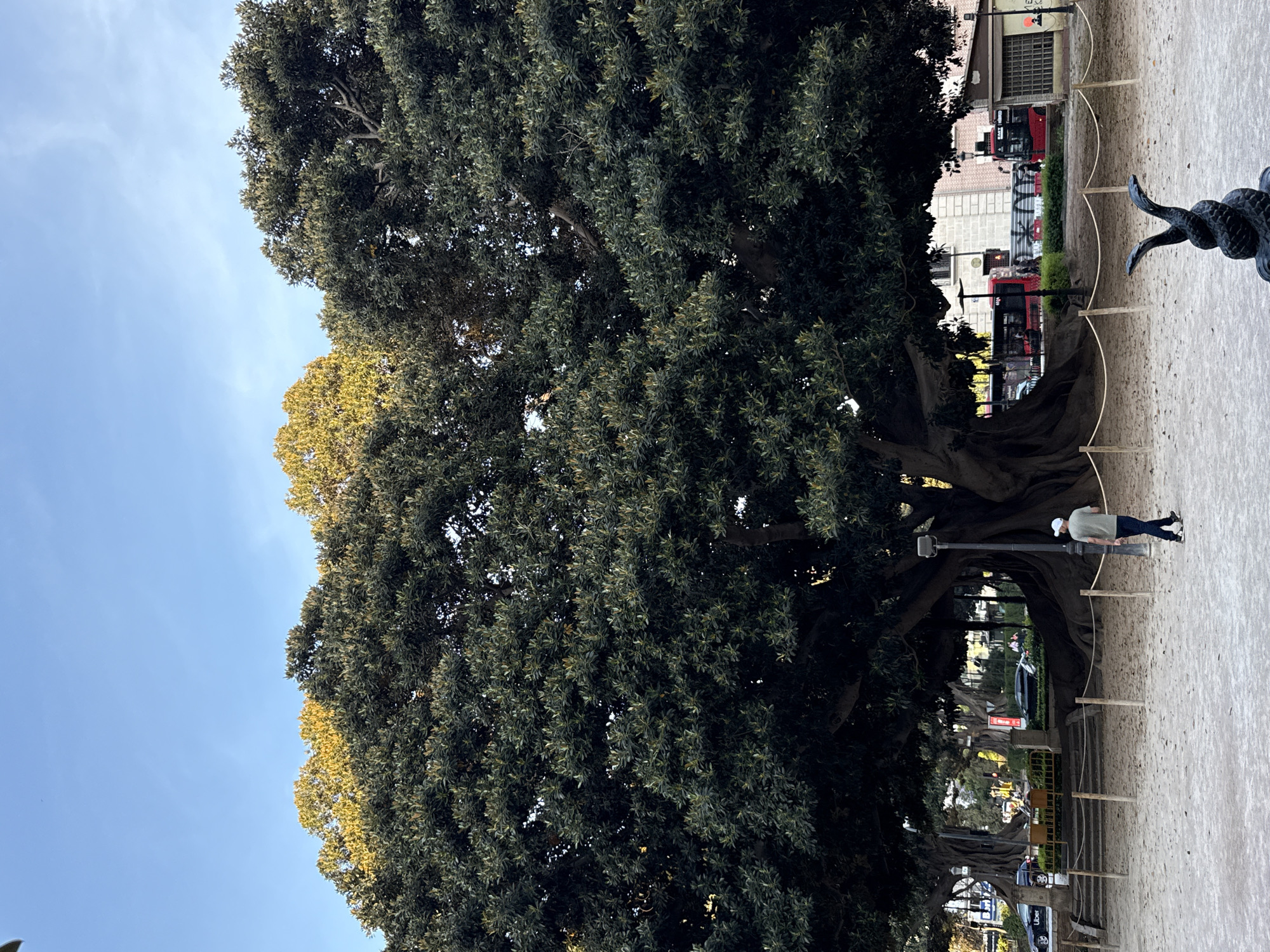 The image is a low-angle shot of a large Ficus macrophylla tree in the Jardines del Real (Viveros Gardens) in València, Spain. The tree's extensive canopy fills the upper two-thirds of the frame, with a clear blue sky visible to the left. The tree's trunk and lower branches are a deep shade, creating a tunnel-like effect in the center of the image. A person wearing a white cap, light green shirt, and dark pants is walking within the tree's shadow.
In the background, beyond the tree, glimpses of the city are visible, including buildings and a red double-decker bus. The foreground shows a sandy ground with a decorative metal post and wooden barriers erected around the tree.