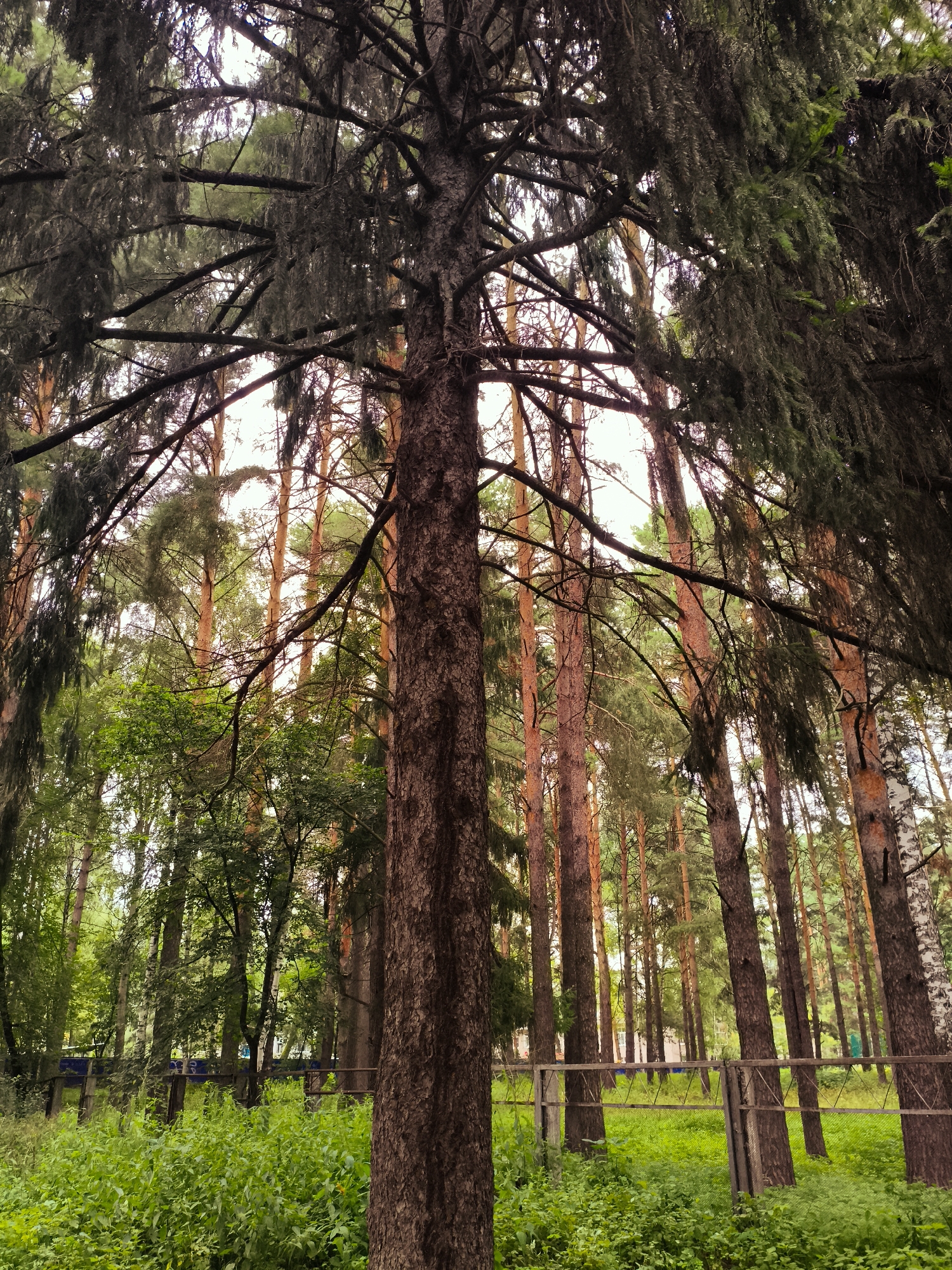 This is a low-angle shot of a dense forest with tall pine trees, their branches reaching towards the overcast sky. The foreground is dominated by the thick, textured trunk of a pine tree on the right, with its rough bark clearly visible. To the left and extending into the background, a dense undergrowth of lush green plants and shrubs covers the forest floor. A metal fence runs horizontally across the mid-ground, partially obscured by the foliage. Behind the fence, more pine trees are visible, their reddish-brown trunks contrasting with the green of the plants. In the far background, hints of buildings and possibly a road or pathway can be seen through the trees, suggesting an urban or semi-urban edge to the forest. This scene appears to be located in the city of Chaikovsky, Russia, likely in a park or a wooded area adjacent to residential or public spaces. There are no people or animals visible in the image. The lighting is diffused, indicating an overcast day.