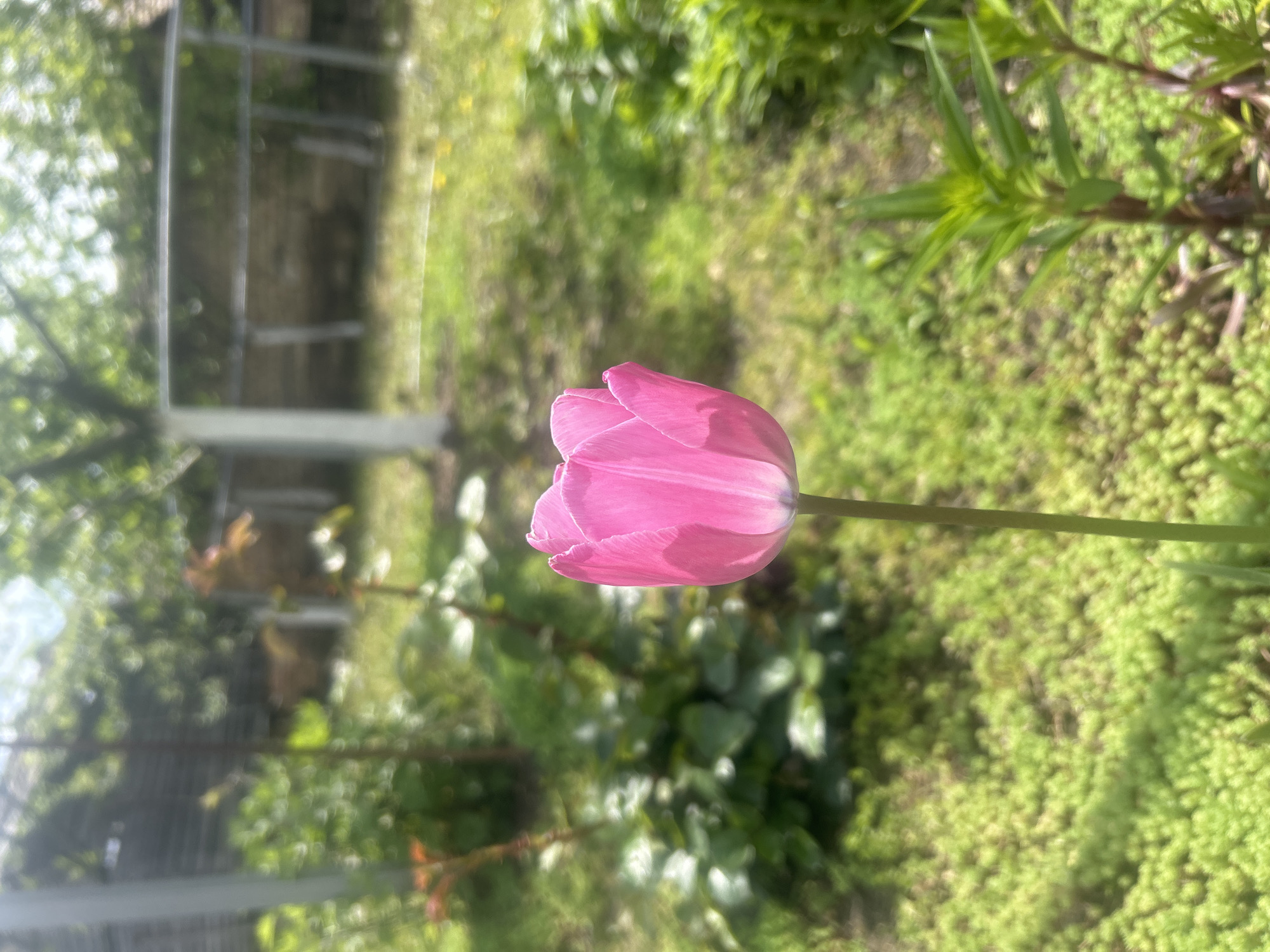 The image shows a single pink tulip in bloom, its petals closed in a bud shape. The tulip is positioned in front of a blurred background of greenery, including grass and other plants. A metallic structure, possibly a fence or trellis, is visible on the left side of the frame, also out of focus. The environment suggests a garden or natural setting in Gorsko Ablanovo, Bulgaria, though there's no specific evidence of people, actions, or interactions.