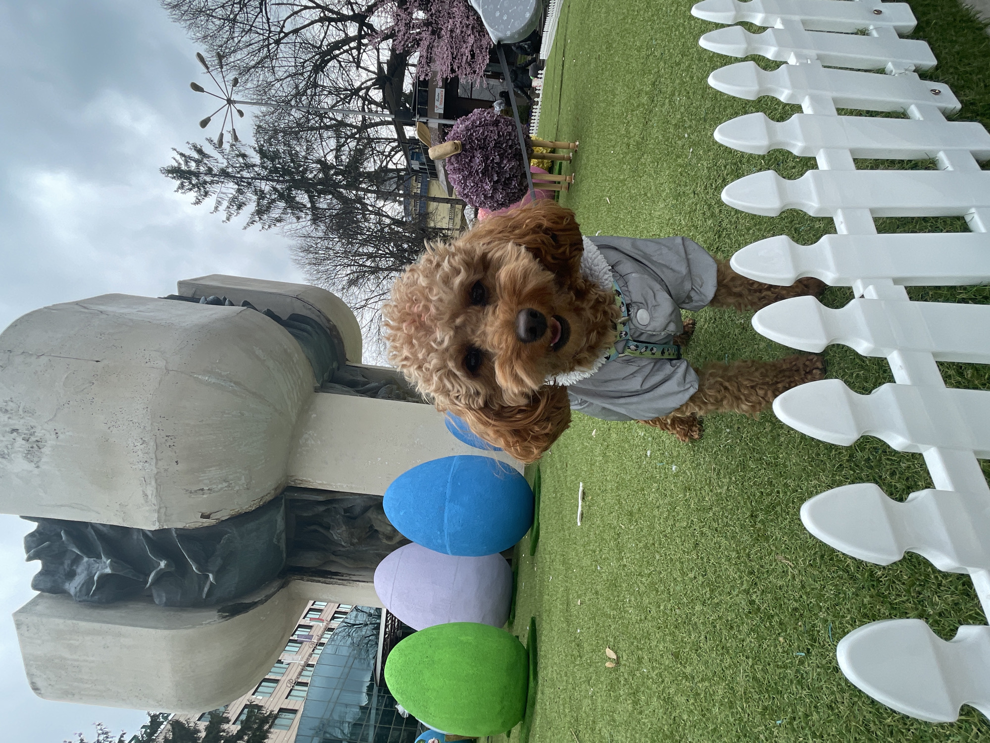 The image shows a brown, curly-haired dog wearing a gray jacket. The dog is positioned in front of a white picket fence and is next to three large, colorful Easter eggs (blue, lavender, and green). Behind the eggs is a large, light gray, abstract concrete sculpture. In the background, there are bare trees, a lamppost with multiple lights, and a glimpse of a building with windows. The setting appears to be an outdoor park-like area with artificial green grass. Based on the "Velingrad, Bulgaria" request the photograph was taken in Velingrad, Bulgaria.
