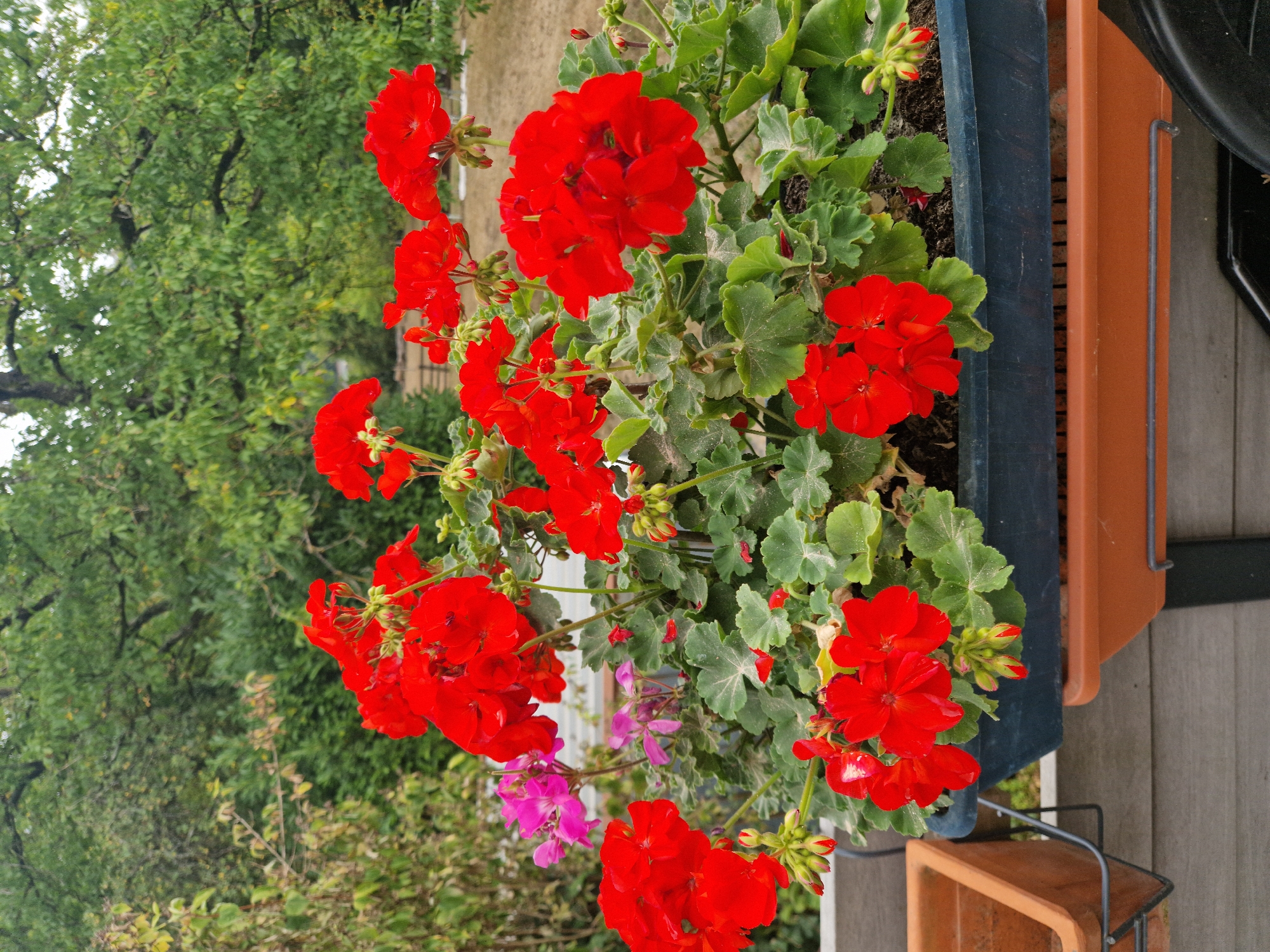 In Waulsort, Belgium, a close-up shot captures a vibrant display of red geraniums and a few pink flowers in a dark blue planter. The planter is positioned on a railing, with a terracotta planter visible to the left and another terracotta planter below. The background features lush green trees and foliage, with a hint of a fence and dry ground in the distance. The overall scene suggests an outdoor setting, likely a garden or patio, with a focus on the colorful floral arrangement. The lighting is soft, indicating an overcast day.