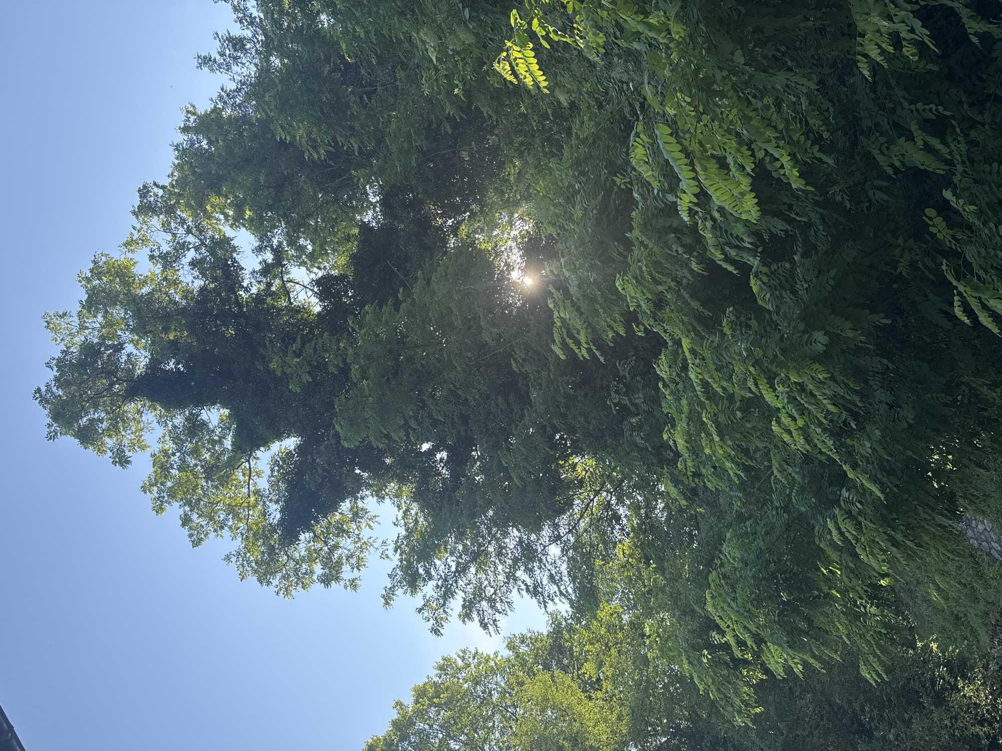 The image depicts a dense natural landscape dominated by lush green foliage under a clear, bright blue sky, located within the city of Melnik, Bulgaria. The upper portion reveals a significant expanse of unblemished blue sky, with the canopy of various trees extending into the frame from the sides and bottom. A prominent, large tree in the upper-center appears heavily overgrown with vines or climbing plants, contributing to its dense, dark green appearance. Sunlight penetrates the tree canopy from the mid-right side, manifesting as a distinct starburst lens flare, indicating direct exposure to the sun. This illumination highlights specific areas of the foliage, particularly on the right side and parts of the lower-right, where leaves exhibit a lighter, vibrant green hue. The lower half of the image is characterized by an extremely dense arrangement of varied green vegetation, with many leaves appearing compound. In the lower-left corner, obscured by heavy foliage, remnants of what appears to be a stone wall or natural rock formation are partially visible. There are no individuals, animals, or explicitly man-made structures present in the observed environment.