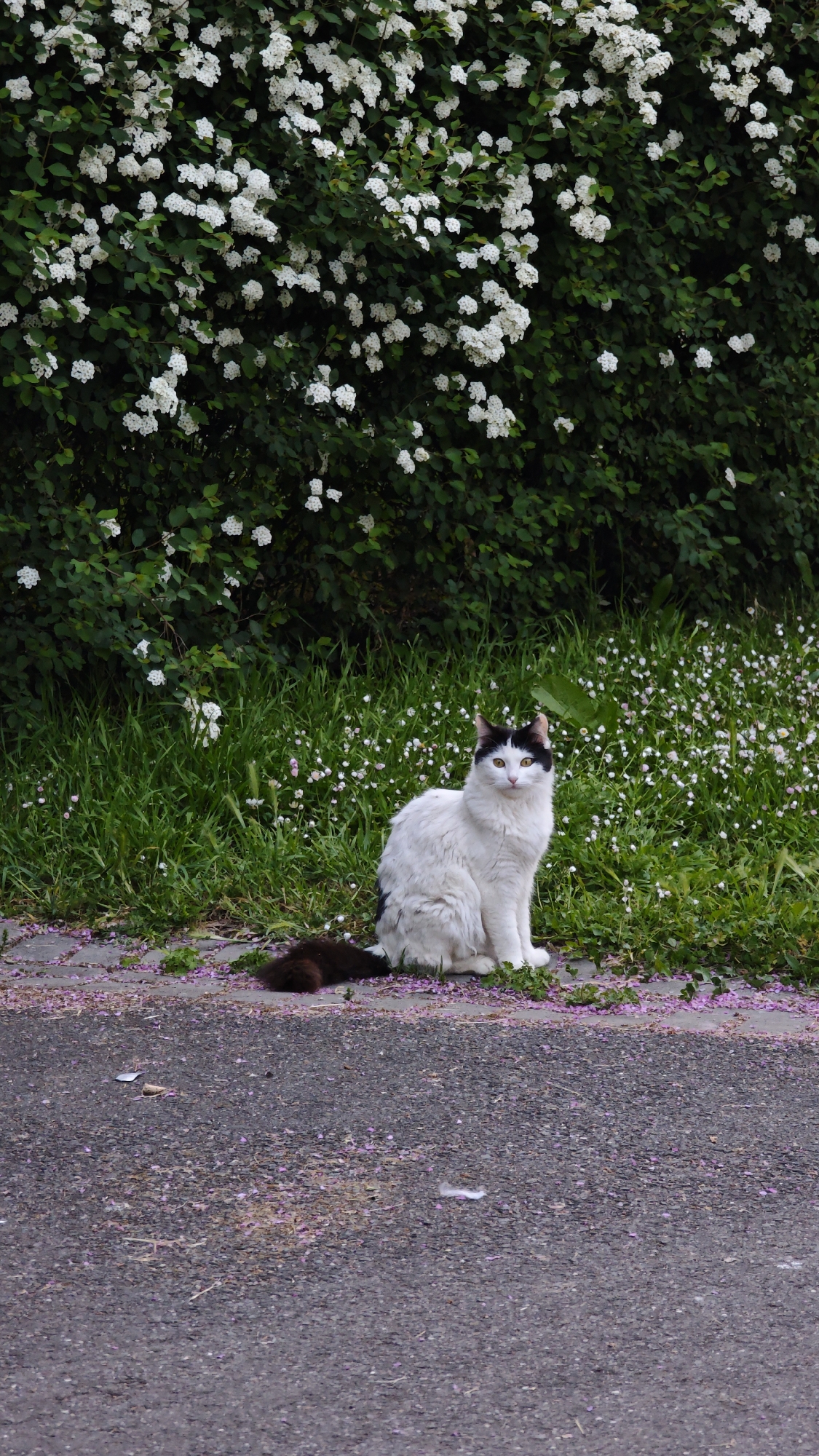 A white cat with black markings sits on the edge of a paved road, in front of grass and white flowers. The tail is brown and fluffy. A bush with white flowers is behind the grass and flowers. The road is gray asphalt, with small pink petals scattered on it. The image was taken in the city of Burgas, Bulgaria. There are no people visible in the image.