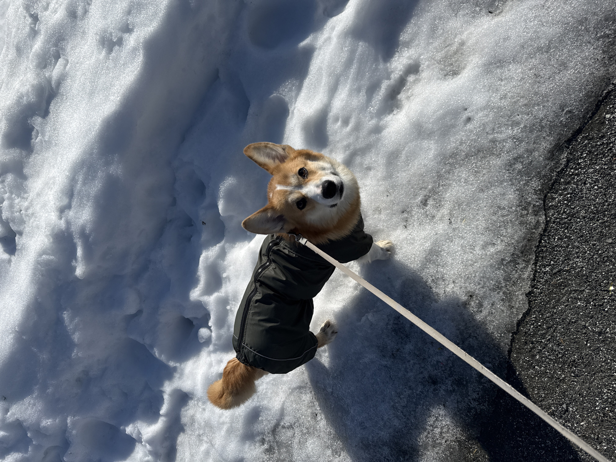 A corgi dog wearing a dark green jacket stands on a mix of snow and asphalt, held by a white leash. The dog looks up at the camera. The background consists of snow on the left and dark asphalt on the right. The location is not specified in the image and cannot be determined as Votkinsk, Russia.