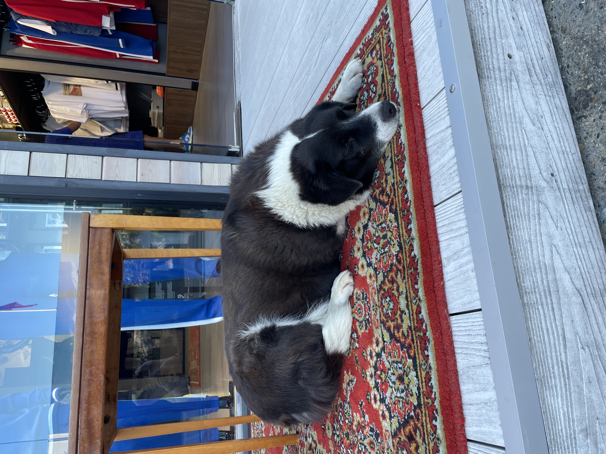 A black and white dog is sleeping on a red oriental rug outdoors, with its head resting on its paws. The dog is lying on a wooden deck with light gray planks. In the background, a glass storefront displays various clothing items, including t-shirts and jackets in red, white, and blue. A wooden chair with blue upholstery is visible to the left of the dog. The scene appears to be in a commercial area, possibly a shop entrance. The lighting suggests it is daytime.